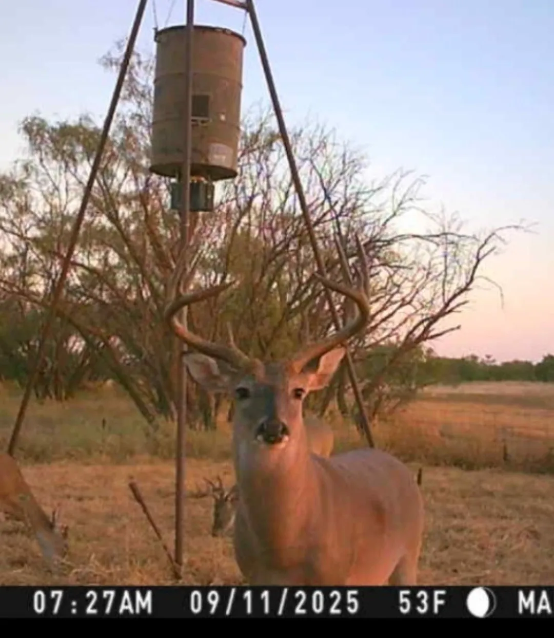 Improved Land For Sale in Fisher County , TBD 158.50 ACRES, Trent, Texas 79561, 0, 0, Garage spaces, 0 Sqft, built in 0, mls#21127441, Real Estate Agent in Trent, Homes For Sale in Fisher county, Homes For Sale in Trent, Realtor in Trent Texas, Real Estate Brokerage Independent Realty Texas, Luminita Cordes Realtor