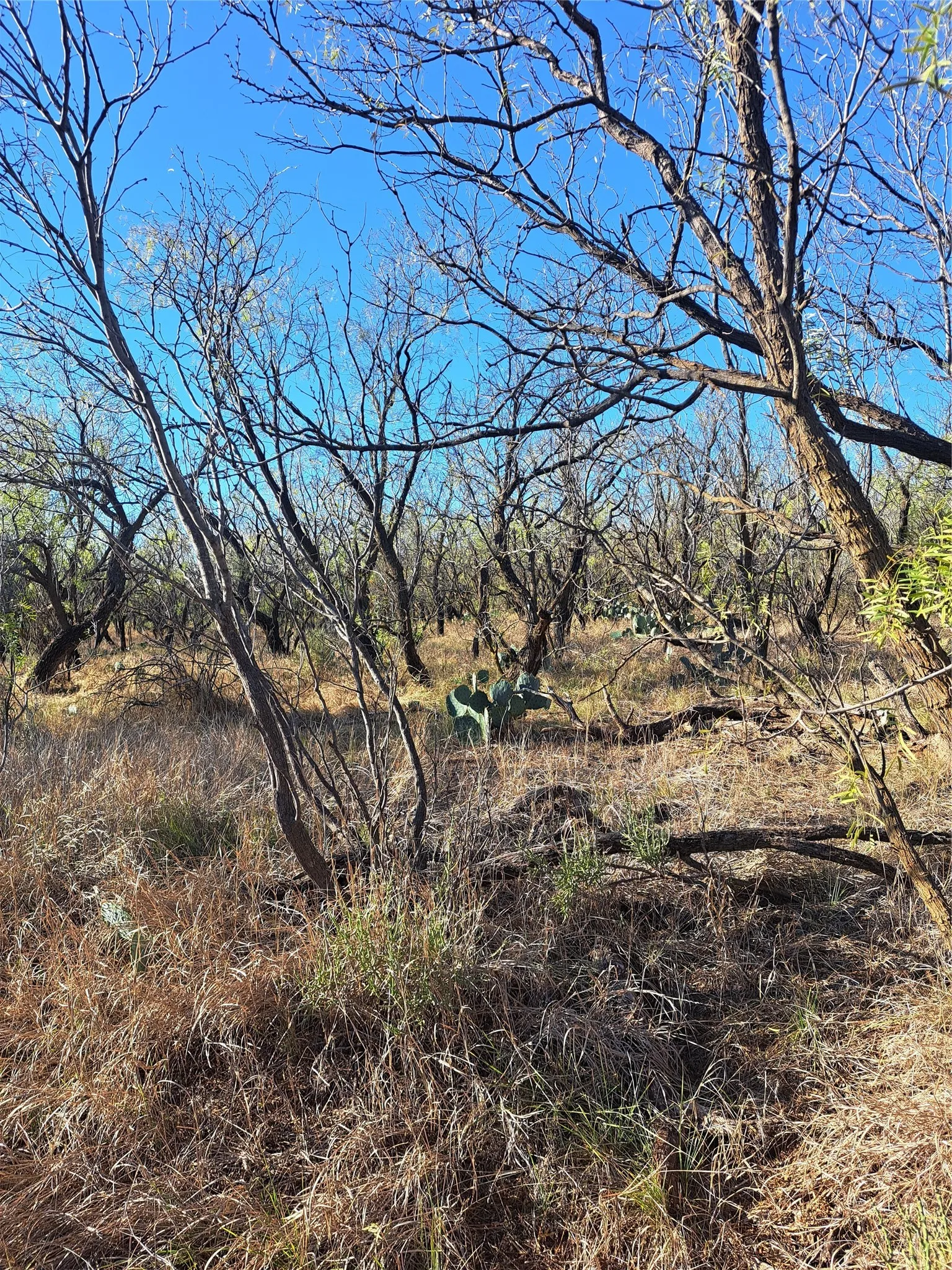 Improved Land For Sale in Fisher County , TBD 158.50 ACRES, Trent, Texas 79561, 0, 0, Garage spaces, 0 Sqft, built in 0, mls#21127441, Real Estate Agent in Trent, Homes For Sale in Fisher county, Homes For Sale in Trent, Realtor in Trent Texas, Real Estate Brokerage Independent Realty Texas, Luminita Cordes Realtor