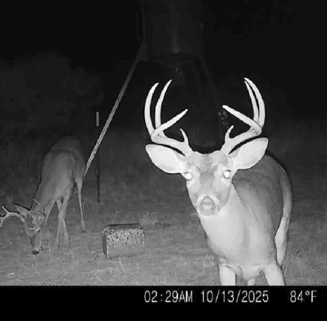 Improved Land For Sale in Fisher County , TBD 158.50 ACRES, Trent, Texas 79561, 0, 0, Garage spaces, 0 Sqft, built in 0, mls#21127441, Real Estate Agent in Trent, Homes For Sale in Fisher county, Homes For Sale in Trent, Realtor in Trent Texas, Real Estate Brokerage Independent Realty Texas, Luminita Cordes Realtor