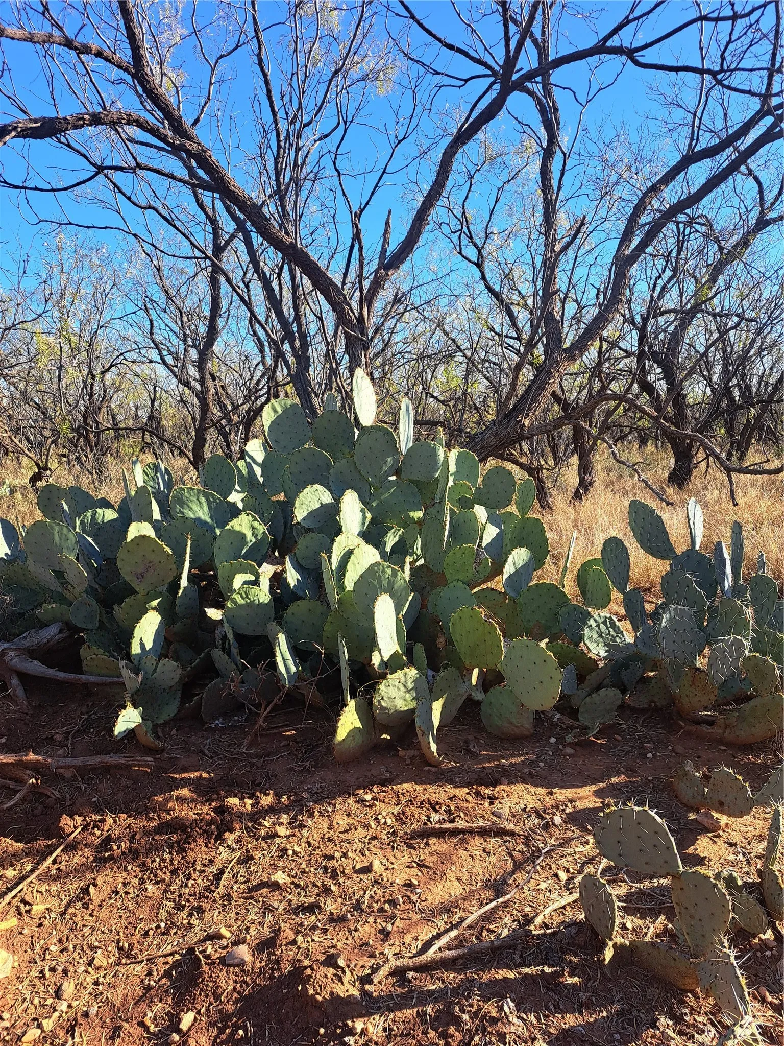 Improved Land For Sale in Fisher County , TBD 158.50 ACRES, Trent, Texas 79561, 0, 0, Garage spaces, 0 Sqft, built in 0, mls#21127441, Real Estate Agent in Trent, Homes For Sale in Fisher county, Homes For Sale in Trent, Realtor in Trent Texas, Real Estate Brokerage Independent Realty Texas, Luminita Cordes Realtor
