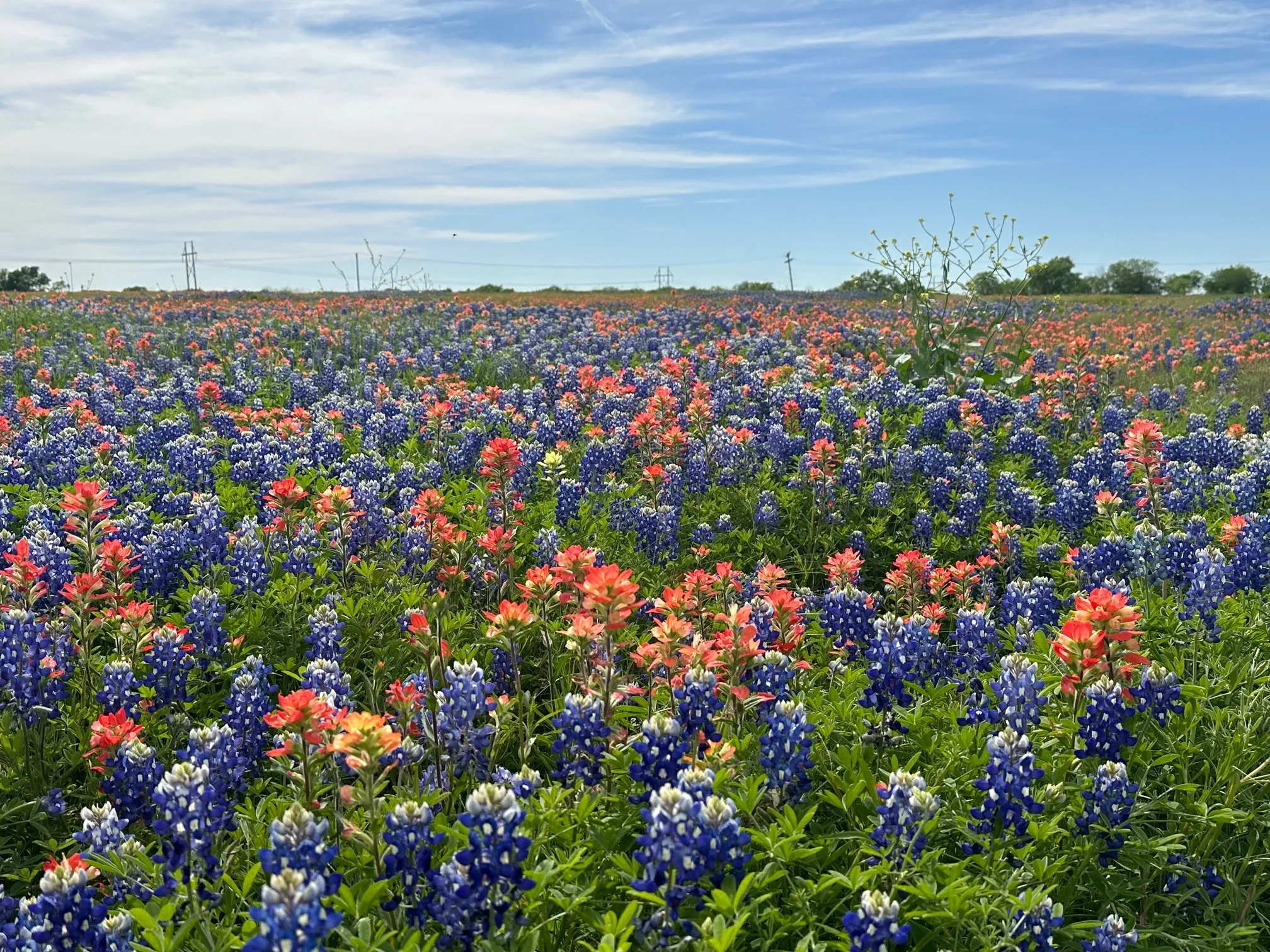 View of the property during bluebonnet season