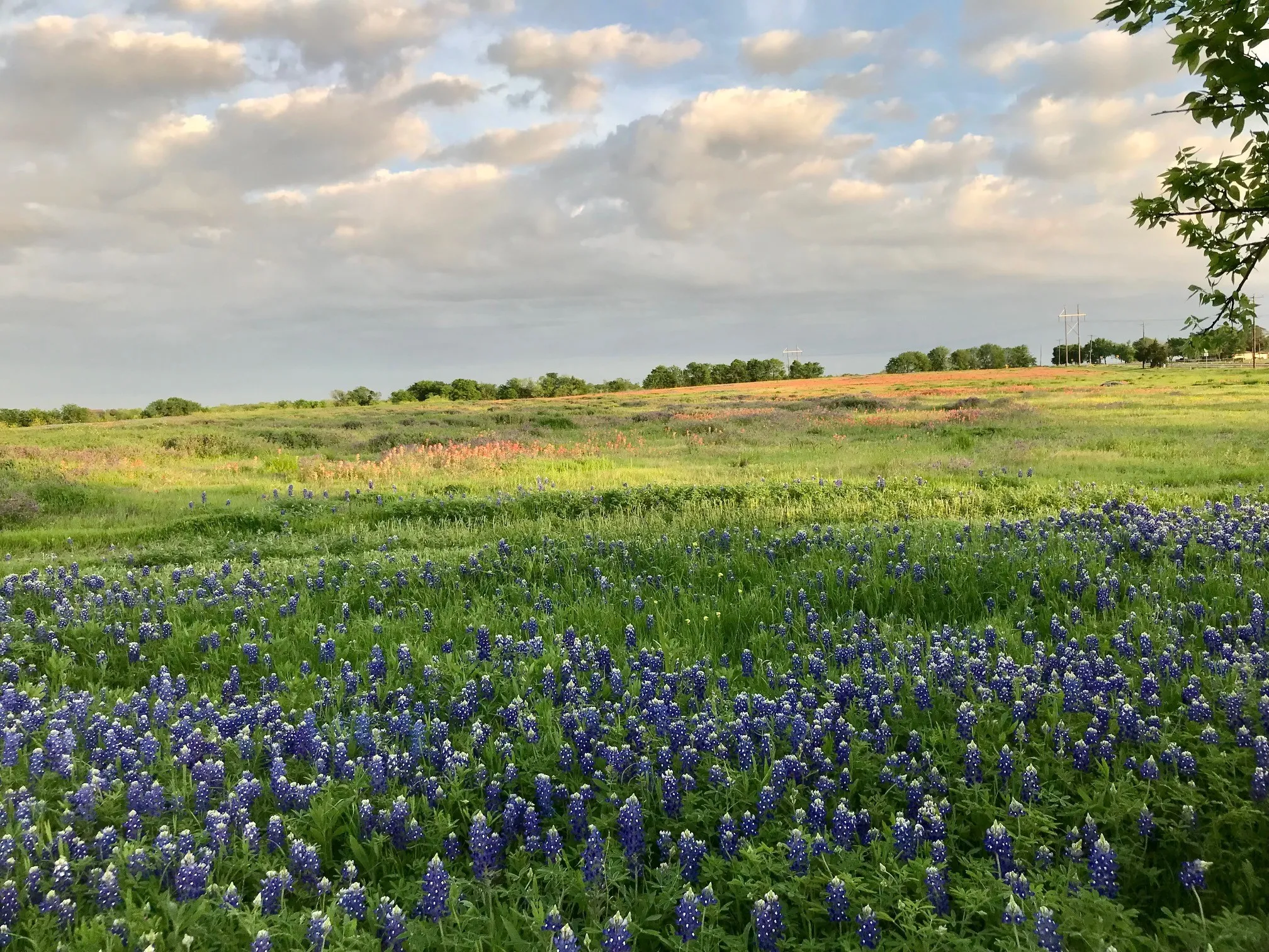 View of the property during bluebonnet season