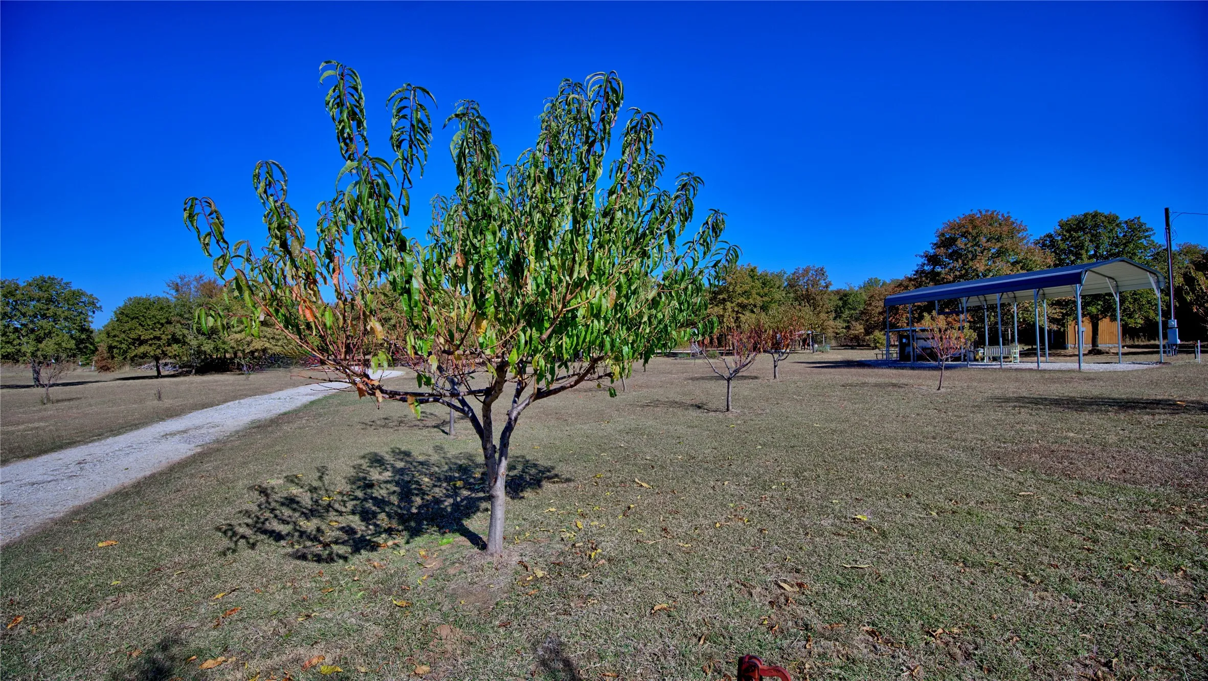 fruit tree orchard