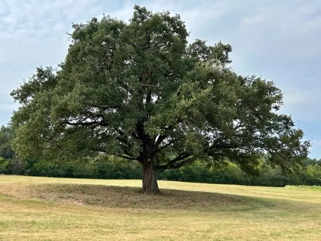 Improved Land For Sale in Hopkins County , TBD CR 1148 1, Cumby, Texas 75433, 0, 0, Garage spaces, 0 Sqft, built in 0, mls#21124588, Real Estate Agent in Cumby, Homes For Sale in Hopkins county, Homes For Sale in Cumby, Realtor in Cumby Texas, Real Estate Brokerage Independent Realty Texas, Luminita Cordes Realtor