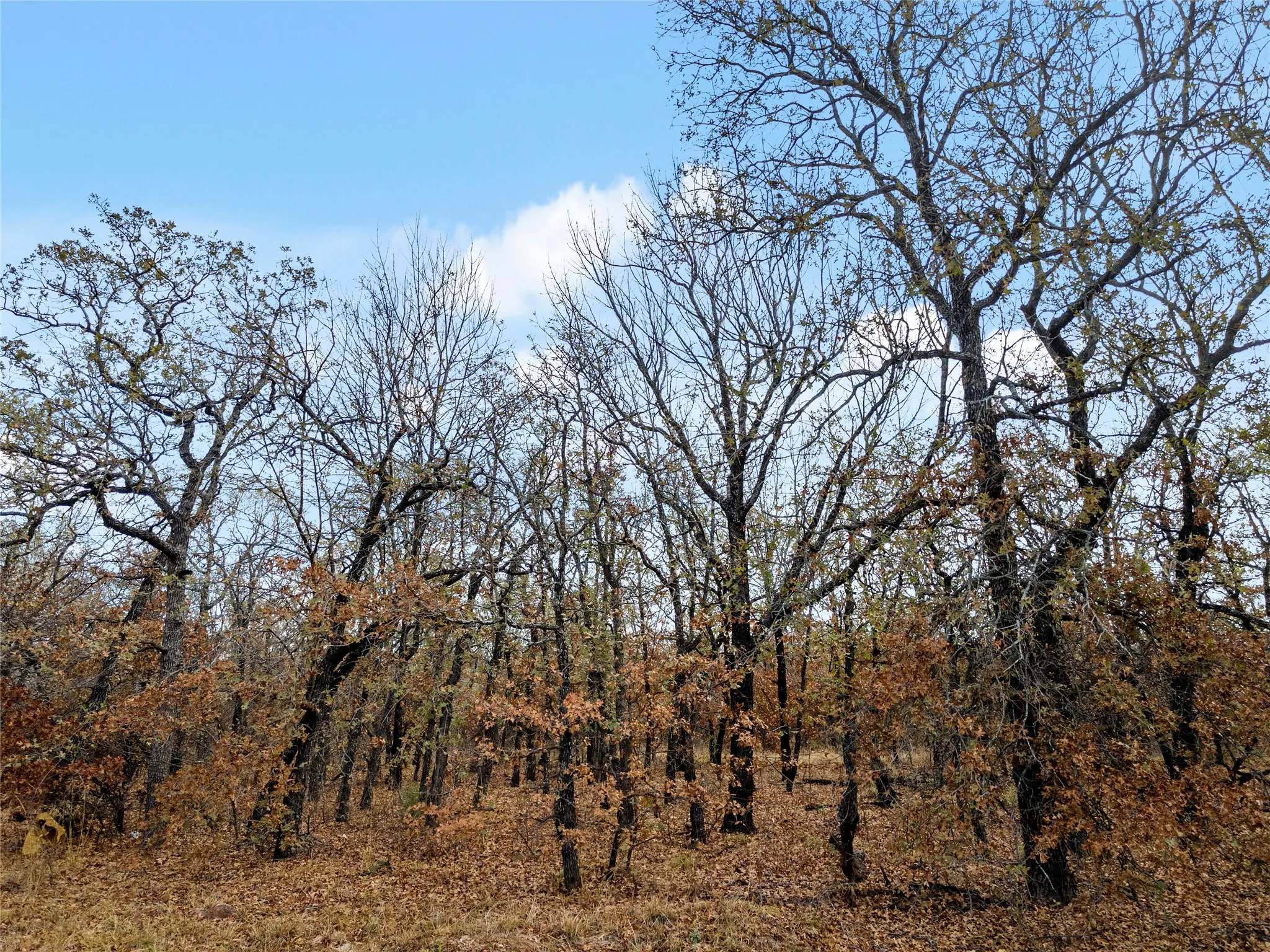 View of nature