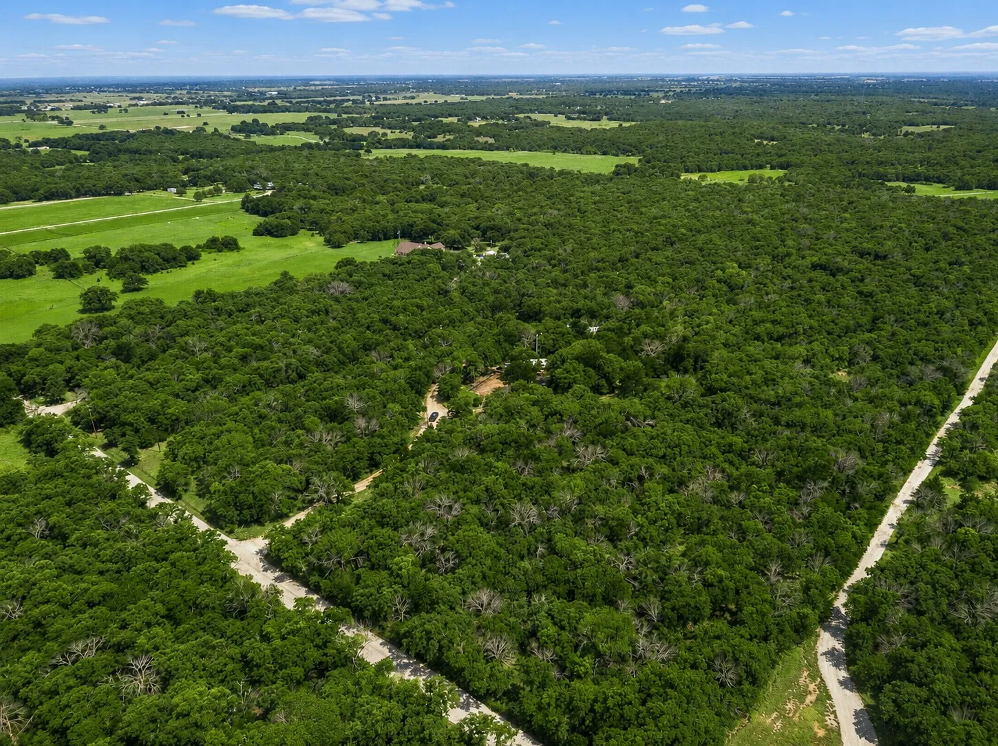 Expansive wooded acreage with mature trees