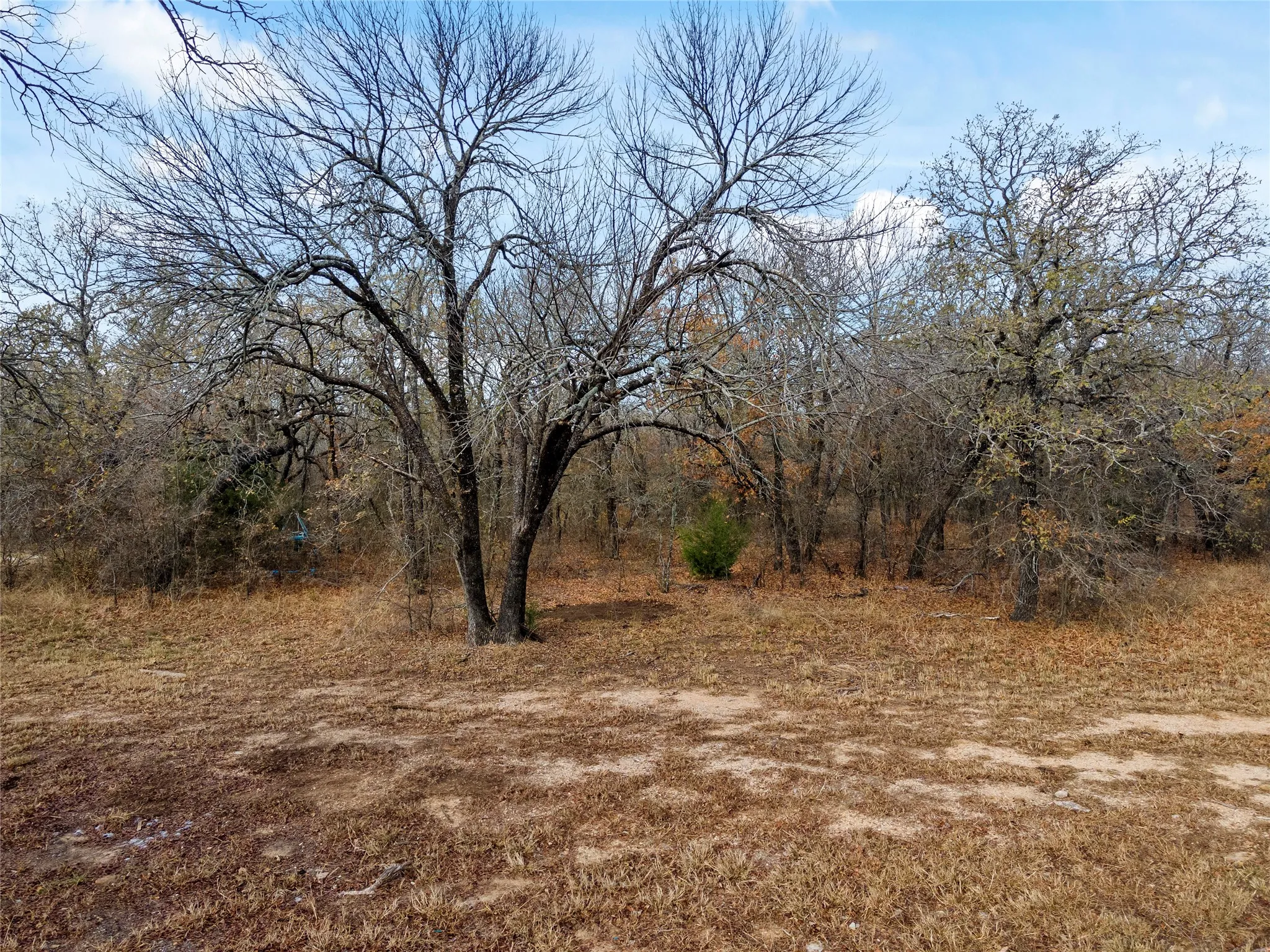 View of wooded area