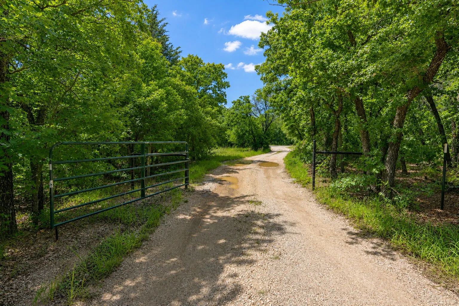 Gravel driveway bordered by lush green foliage and mature trees