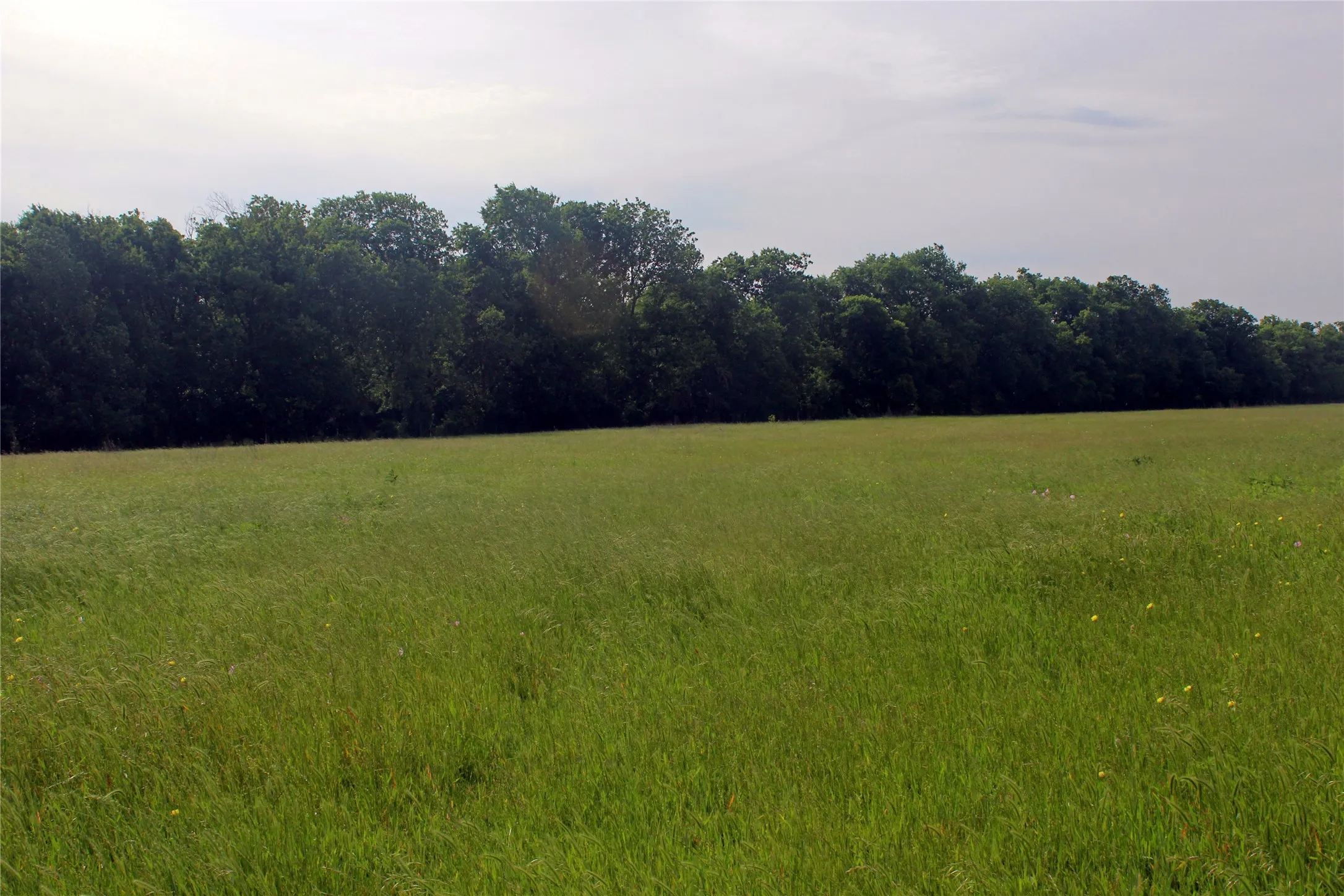 Ranch For Sale in Navarro County , 21481 SW County Road 4040, Dawson, Texas 76639, 0, 0, Garage spaces, 0 Sqft, built in 2002, mls#21128493, Real Estate Agent in Dawson, Homes For Sale in Navarro county, Homes For Sale in Dawson, Realtor in Dawson Texas, Real Estate Brokerage Independent Realty Texas, Luminita Cordes Realtor