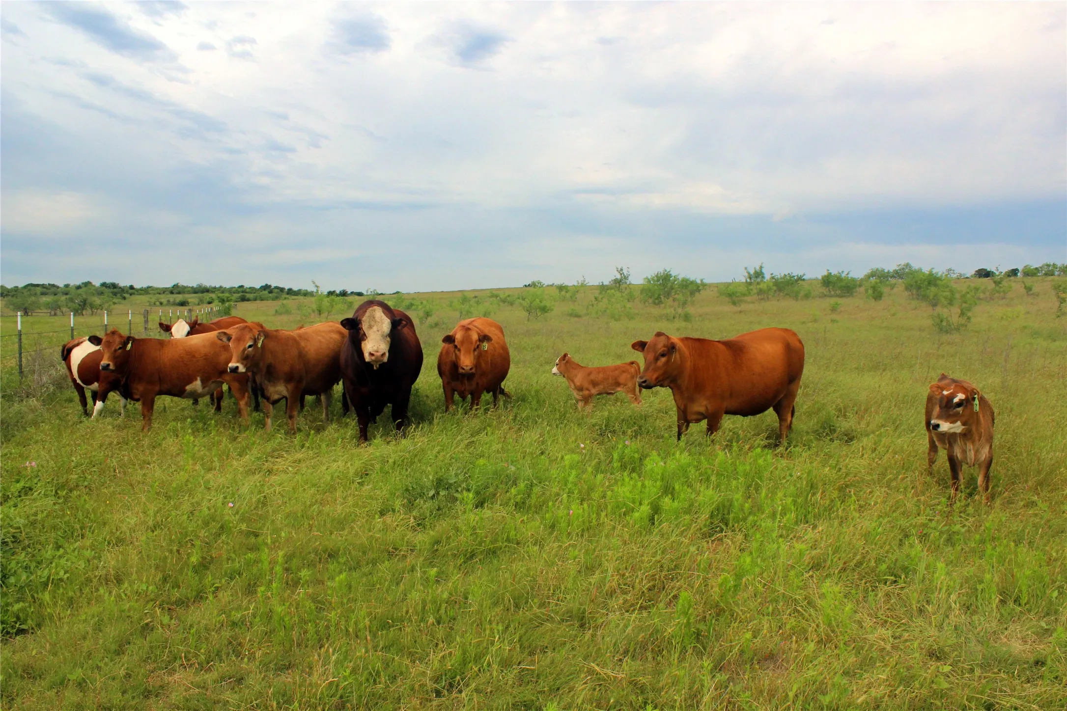 Ranch For Sale in Navarro County , 21481 SW County Road 4040, Dawson, Texas 76639, 0, 0, Garage spaces, 0 Sqft, built in 2002, mls#21128493, Real Estate Agent in Dawson, Homes For Sale in Navarro county, Homes For Sale in Dawson, Realtor in Dawson Texas, Real Estate Brokerage Independent Realty Texas, Luminita Cordes Realtor