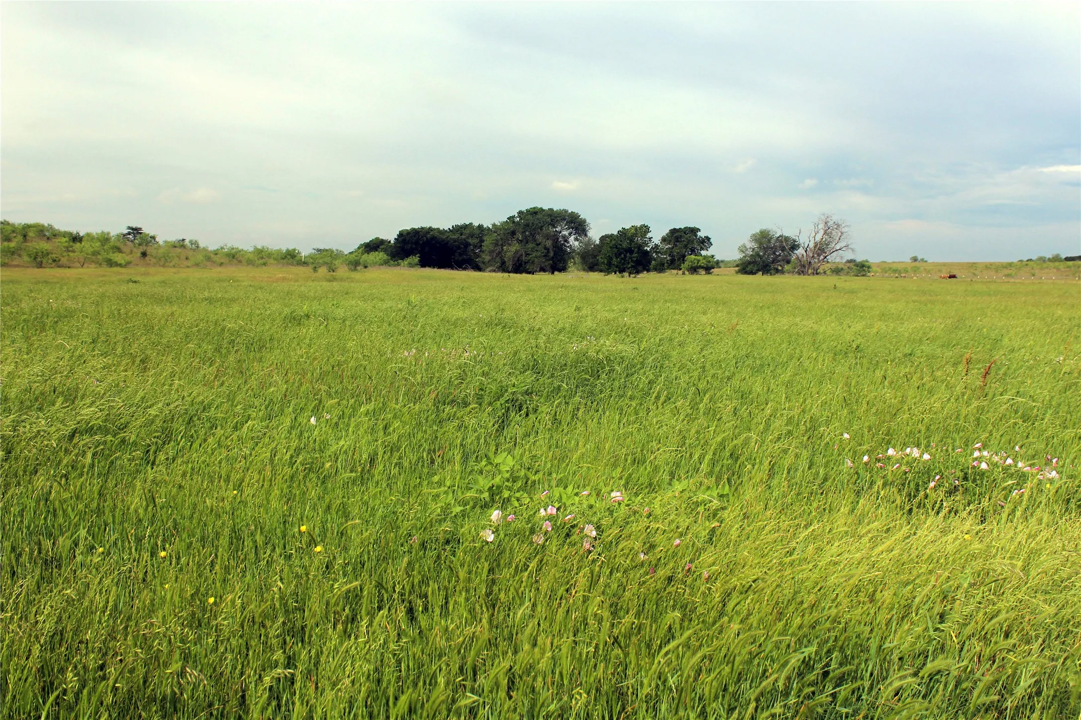 Ranch For Sale in Navarro County , 21481 SW County Road 4040, Dawson, Texas 76639, 0, 0, Garage spaces, 0 Sqft, built in 2002, mls#21128493, Real Estate Agent in Dawson, Homes For Sale in Navarro county, Homes For Sale in Dawson, Realtor in Dawson Texas, Real Estate Brokerage Independent Realty Texas, Luminita Cordes Realtor