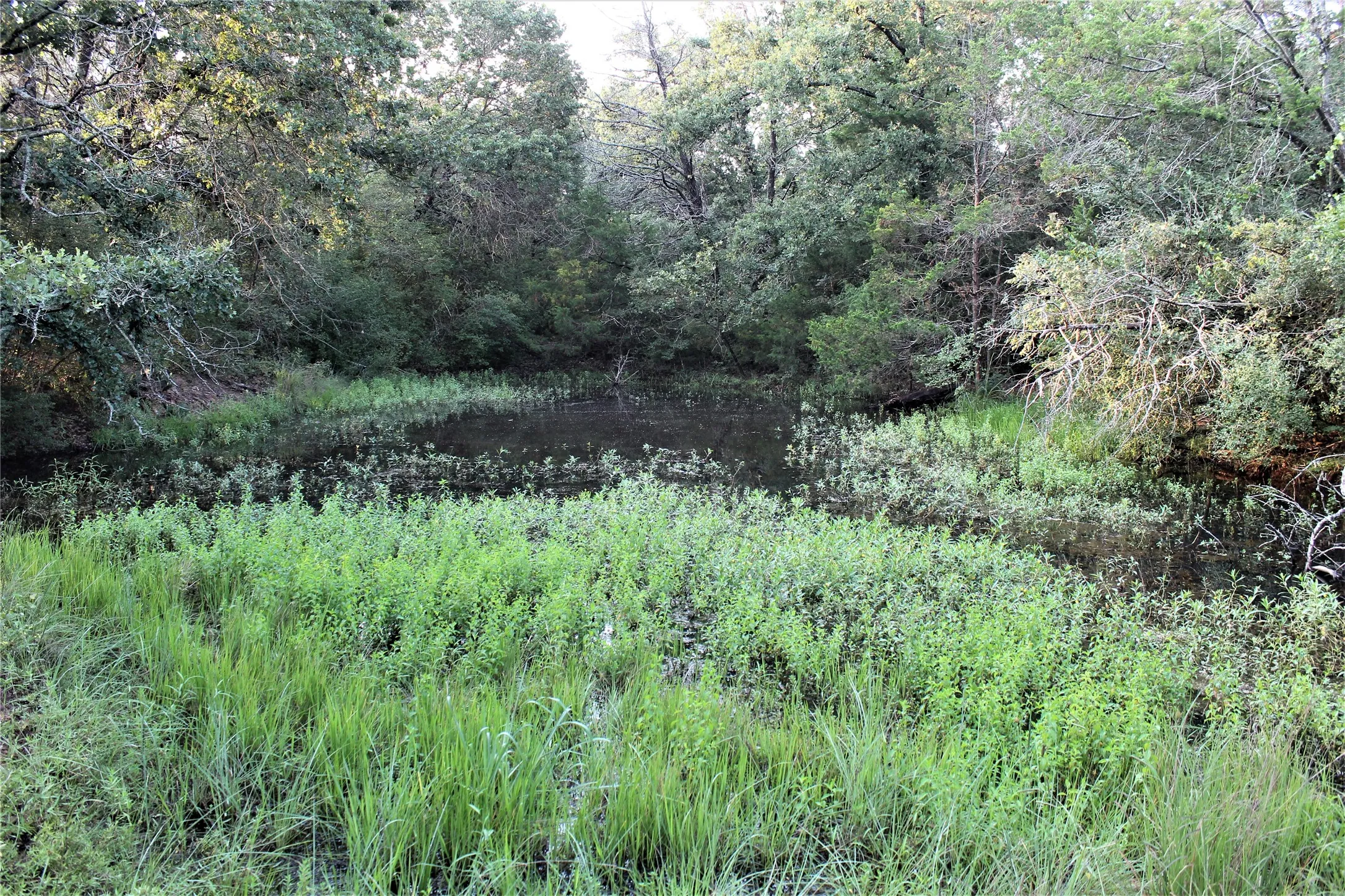 Unimproved Land For Sale in Milam County , 29 Co Rd 271A, Cameron, Texas 76520, 0, 0, Garage spaces, 0 Sqft, built in 0, mls#21131280, Real Estate Agent in Cameron, Homes For Sale in Milam county, Homes For Sale in Cameron, Realtor in Cameron Texas, Real Estate Brokerage Independent Realty Texas, Luminita Cordes Realtor