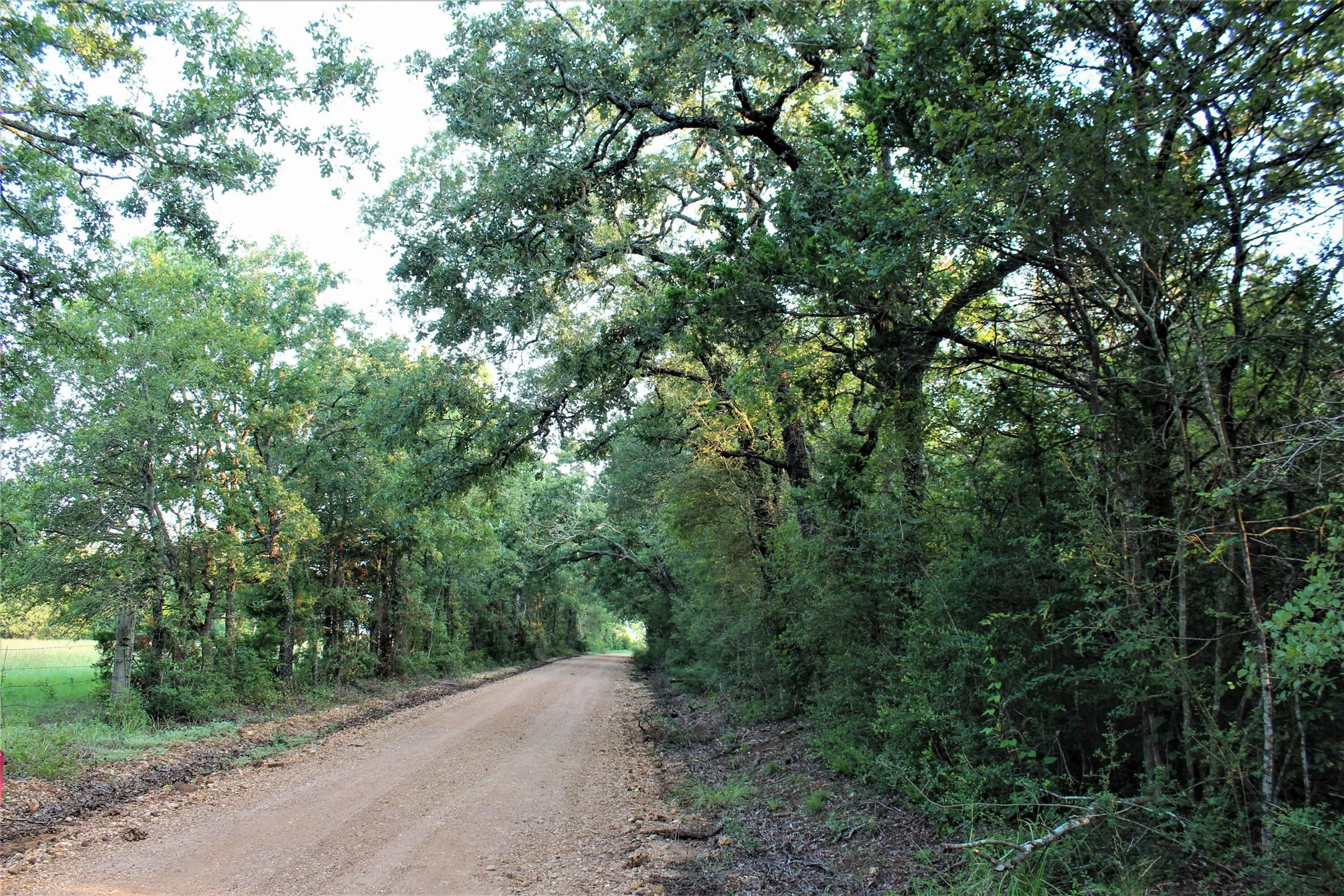 Unimproved Land For Sale in Milam County , 29 Co Rd 271A, Cameron, Texas 76520, 0, 0, Garage spaces, 0 Sqft, built in 0, mls#21131280, Real Estate Agent in Cameron, Homes For Sale in Milam county, Homes For Sale in Cameron, Realtor in Cameron Texas, Real Estate Brokerage Independent Realty Texas, Luminita Cordes Realtor