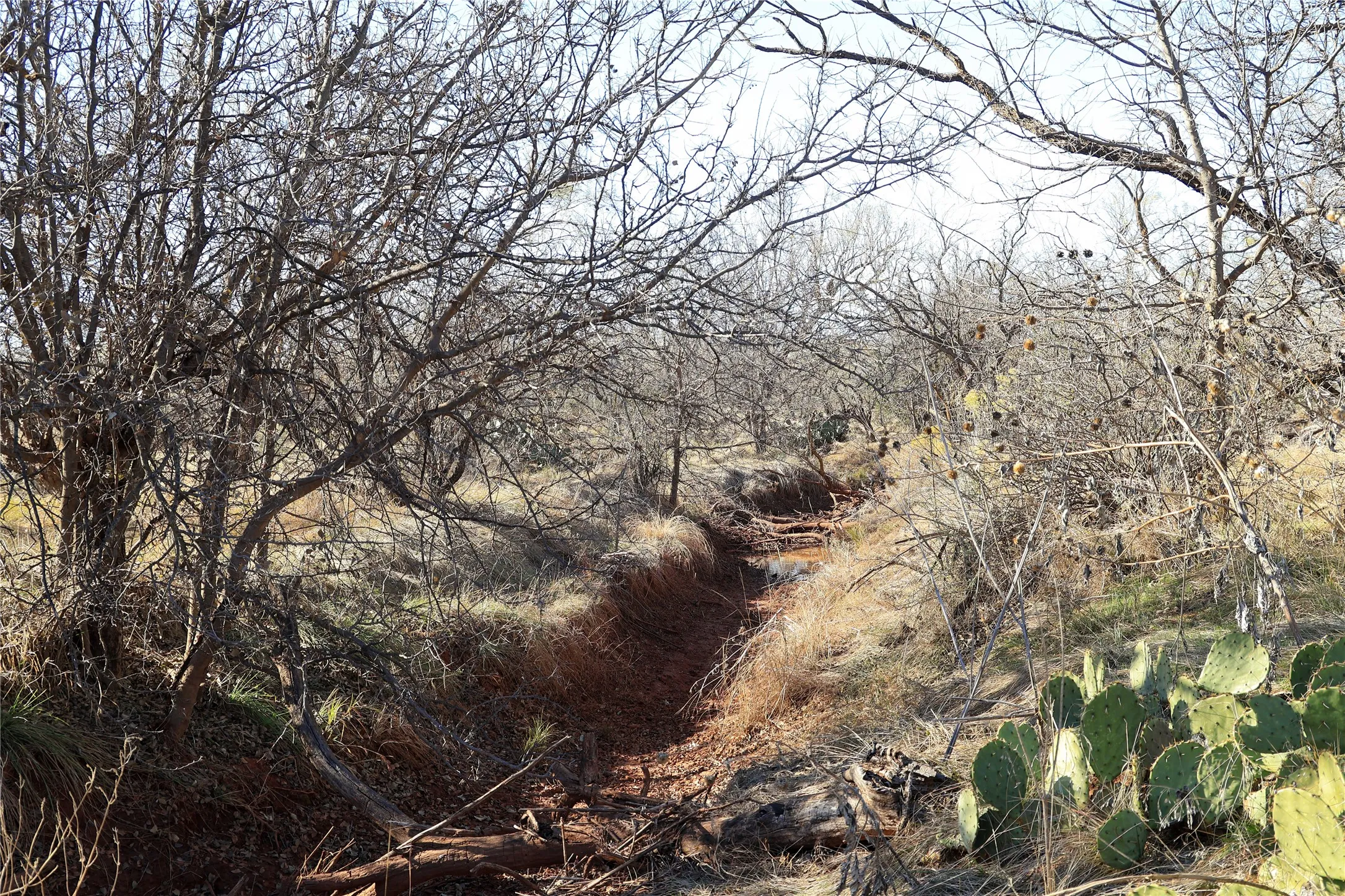 Unimproved Land For Sale in Taylor County , TBD 42 County Road 318, Abilene, Texas 79606, 0, 0, Garage spaces, 0 Sqft, built in 0, Price $475,000, mls#21130831, Real Estate Agent in Abilene, Homes For Sale in Taylor county, Homes For Sale in Abilene, Realtor in Abilene Texas, Real Estate Brokerage Independent Realty Texas, Luminita Cordes Realtor