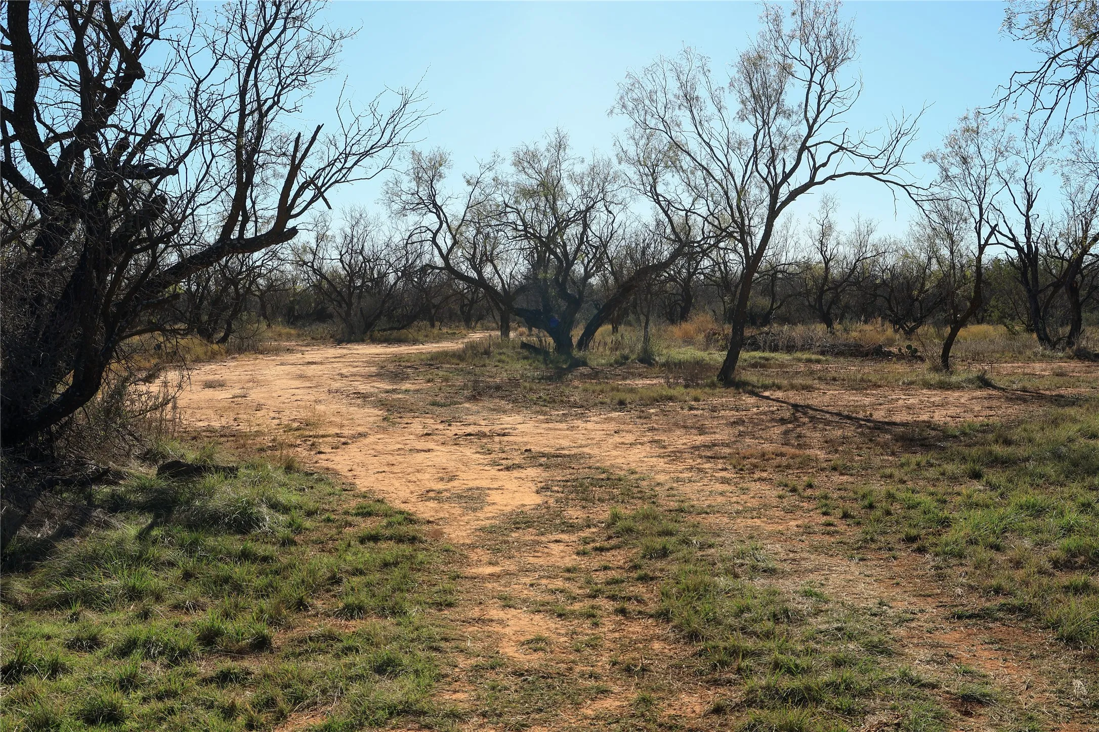Unimproved Land For Sale in Taylor County , TBD 42 County Road 318, Abilene, Texas 79606, 0, 0, Garage spaces, 0 Sqft, built in 0, Price $475,000, mls#21130831, Real Estate Agent in Abilene, Homes For Sale in Taylor county, Homes For Sale in Abilene, Realtor in Abilene Texas, Real Estate Brokerage Independent Realty Texas, Luminita Cordes Realtor