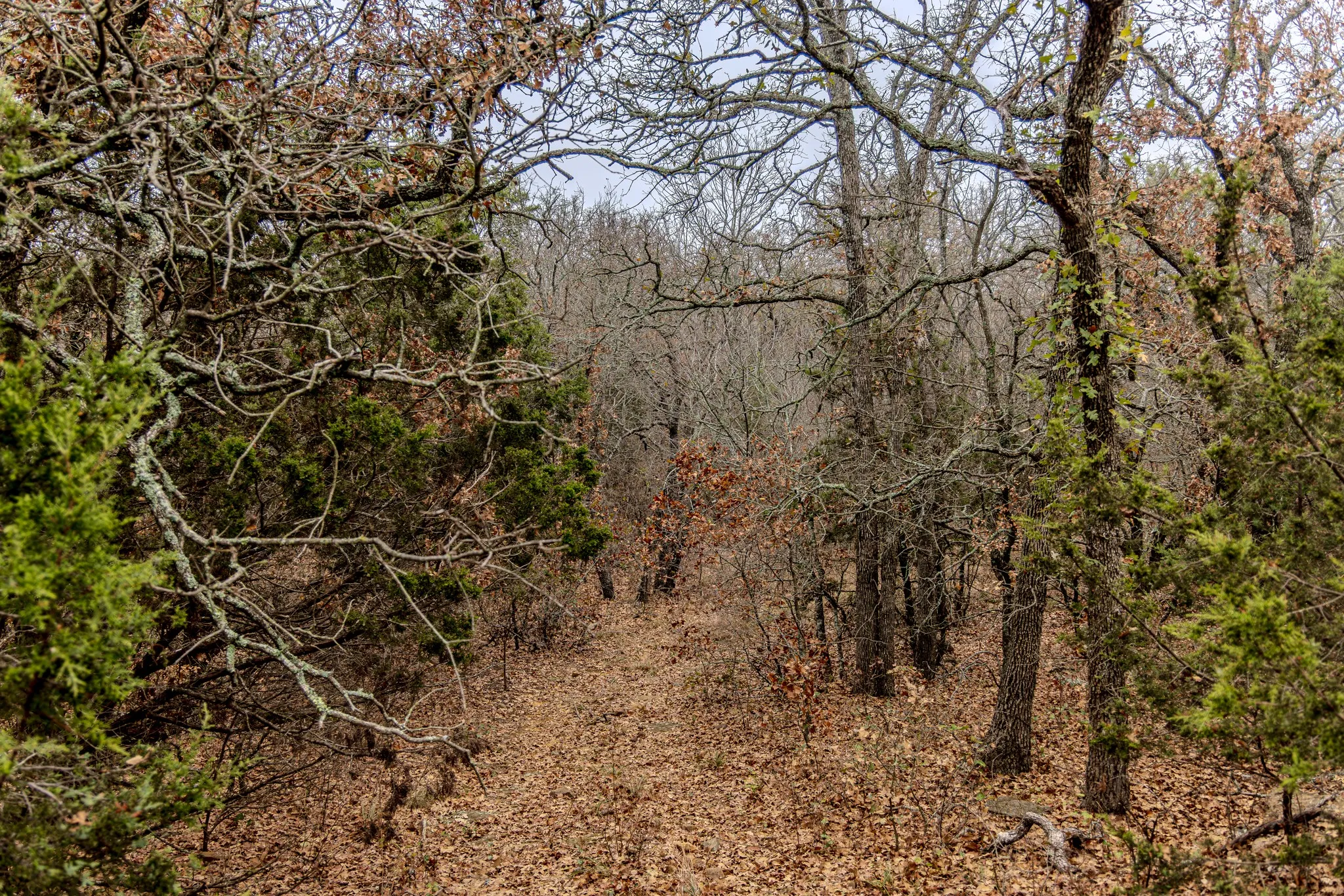 One of many trails/clearings through the property