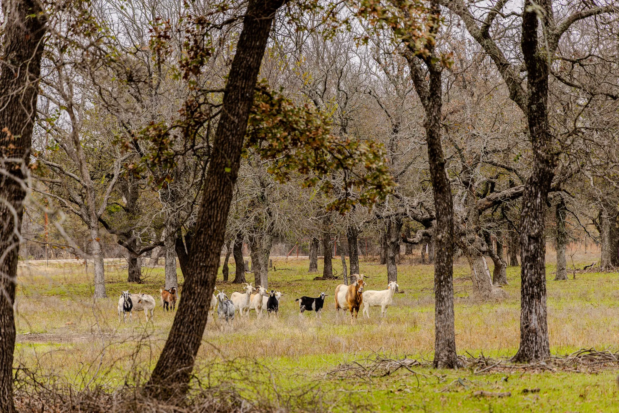 Single Family Residence For Sale in Palo Pinto County , 2946 FM 52, Graford, Texas 76449, 2 Bedrooms, 1 Bathroom, Garage spaces, 1,200 Sqft, built in 2011, Price $1,875,000, mls#21127478, Real Estate Agent in Graford, Homes For Sale in Palo Pinto county, Homes For Sale in Graford, Realtor in Graford Texas, Real Estate Brokerage Independent Realty Texas, Luminita Cordes Realtor