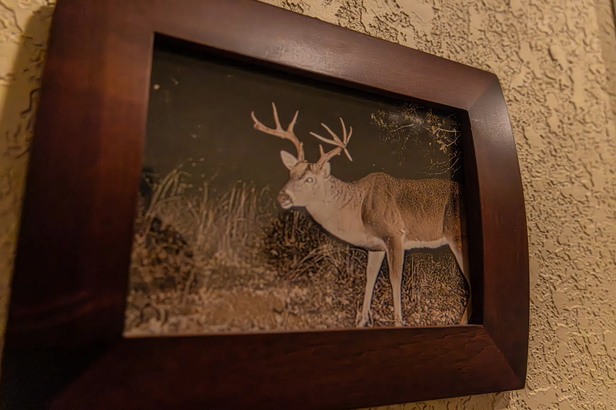 Deer on Property