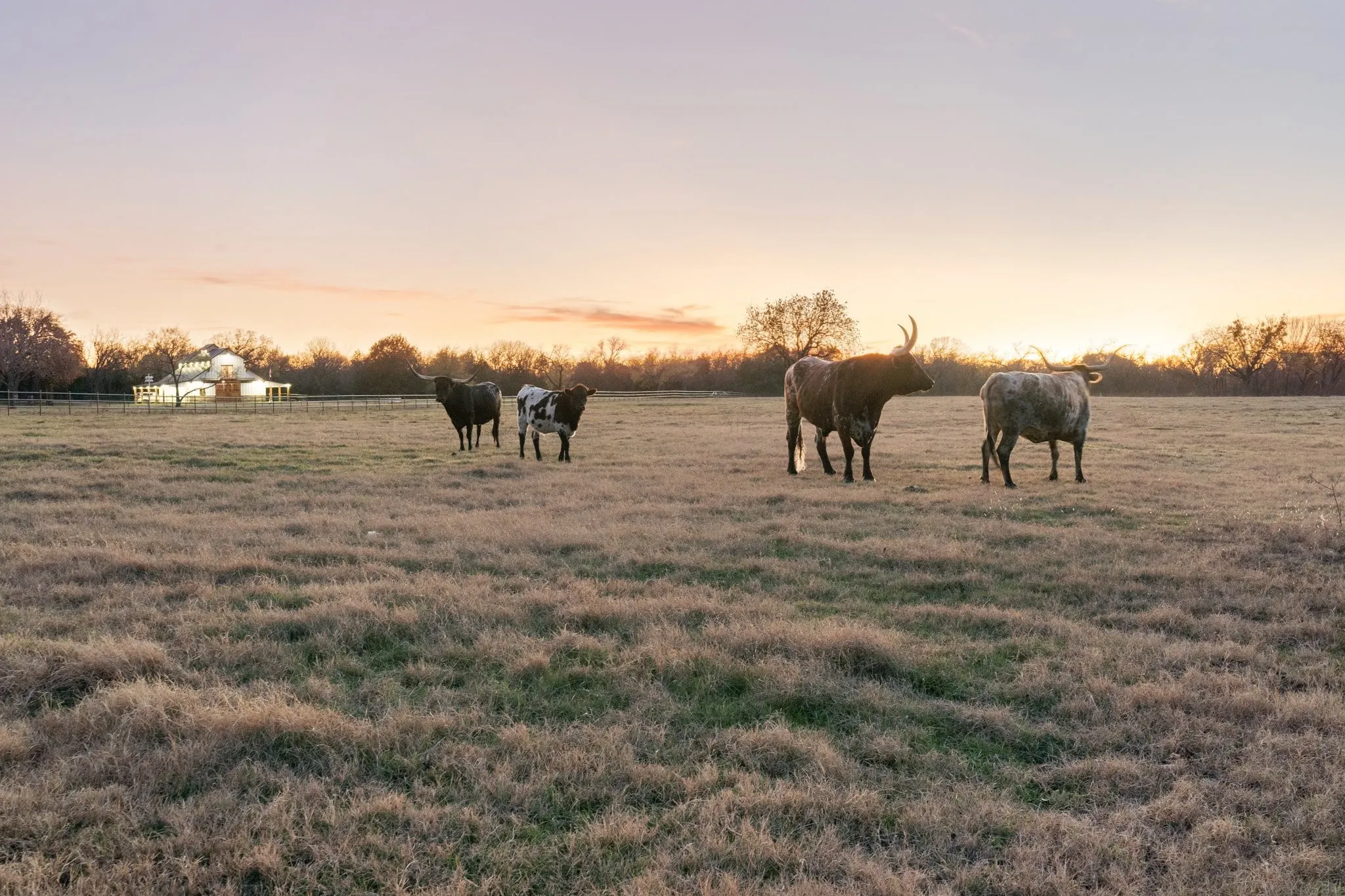 Farm For Sale in Johnson County , 1512 E Henderson Street, Cleburne, Texas 76031, 4 Bedroom, 4 Bathroom, Garage spaces, 2,736 Sqft, built in 2022, mls#21131864, Real Estate Agent in Cleburne, Homes For Sale in Johnson county, Homes For Sale in Cleburne, Realtor in Cleburne Texas, Real Estate Brokerage Independent Realty Texas, Luminita Cordes Realtor