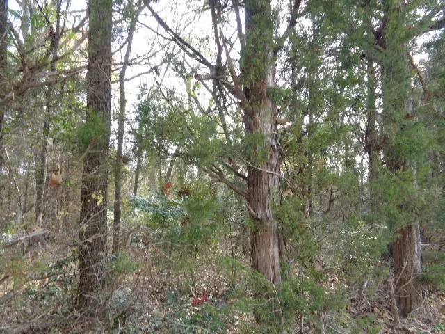 Unimproved Land For Sale in Wood County , TBD CR 4870, Winnsboro, Texas 75494, 0, 0, Garage spaces, 0 Sqft, built in 0, Price $640,000, mls#21132365, Real Estate Agent in Winnsboro, Homes For Sale in Wood county, Homes For Sale in Winnsboro, Realtor in Winnsboro Texas, Real Estate Brokerage Independent Realty Texas, Luminita Cordes Realtor