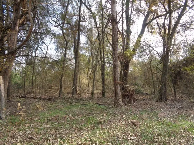 Unimproved Land For Sale in Wood County , TBD CR 4870, Winnsboro, Texas 75494, 0, 0, Garage spaces, 0 Sqft, built in 0, Price $640,000, mls#21132365, Real Estate Agent in Winnsboro, Homes For Sale in Wood county, Homes For Sale in Winnsboro, Realtor in Winnsboro Texas, Real Estate Brokerage Independent Realty Texas, Luminita Cordes Realtor