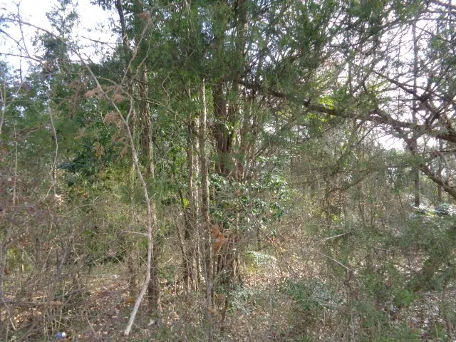Unimproved Land For Sale in Wood County , TBD CR 4870, Winnsboro, Texas 75494, 0, 0, Garage spaces, 0 Sqft, built in 0, Price $640,000, mls#21132365, Real Estate Agent in Winnsboro, Homes For Sale in Wood county, Homes For Sale in Winnsboro, Realtor in Winnsboro Texas, Real Estate Brokerage Independent Realty Texas, Luminita Cordes Realtor