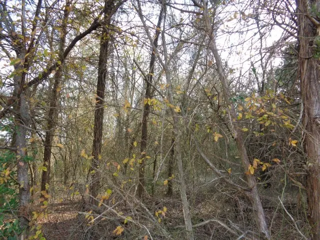 Unimproved Land For Sale in Wood County , TBD CR 4870, Winnsboro, Texas 75494, 0, 0, Garage spaces, 0 Sqft, built in 0, Price $640,000, mls#21132365, Real Estate Agent in Winnsboro, Homes For Sale in Wood county, Homes For Sale in Winnsboro, Realtor in Winnsboro Texas, Real Estate Brokerage Independent Realty Texas, Luminita Cordes Realtor