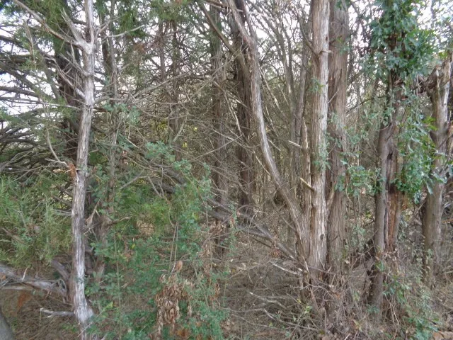 Unimproved Land For Sale in Wood County , TBD CR 4870, Winnsboro, Texas 75494, 0, 0, Garage spaces, 0 Sqft, built in 0, Price $640,000, mls#21132365, Real Estate Agent in Winnsboro, Homes For Sale in Wood county, Homes For Sale in Winnsboro, Realtor in Winnsboro Texas, Real Estate Brokerage Independent Realty Texas, Luminita Cordes Realtor