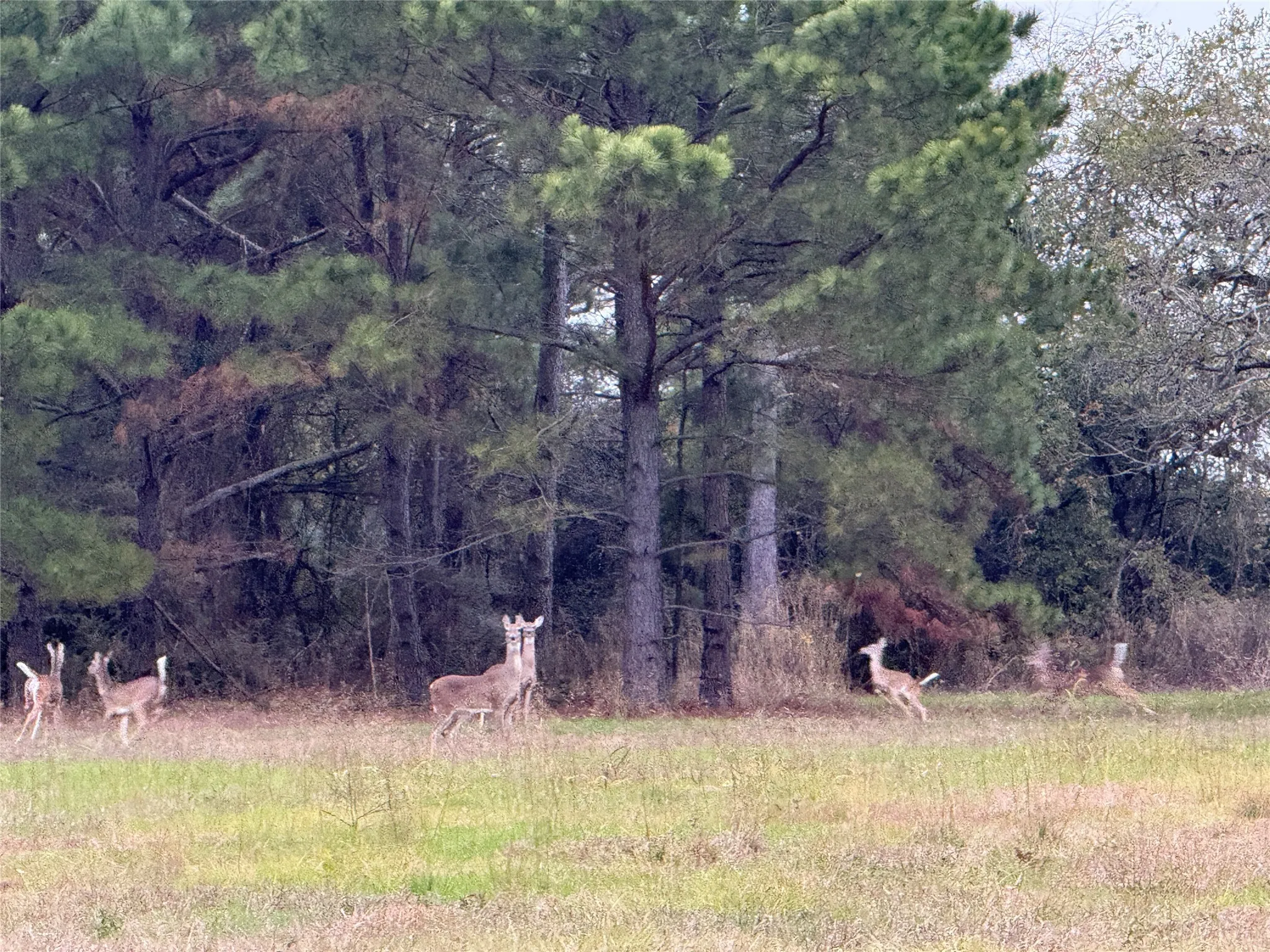 Unimproved Land For Sale in Leon County , TBD CR 204, Centerville, Texas 75833, 0, 0, Garage spaces, 0 Sqft, built in 0, Price $572,357, mls#21132531, Real Estate Agent in Centerville, Homes For Sale in Leon county, Homes For Sale in Centerville, Realtor in Centerville Texas, Real Estate Brokerage Independent Realty Texas, Luminita Cordes Realtor