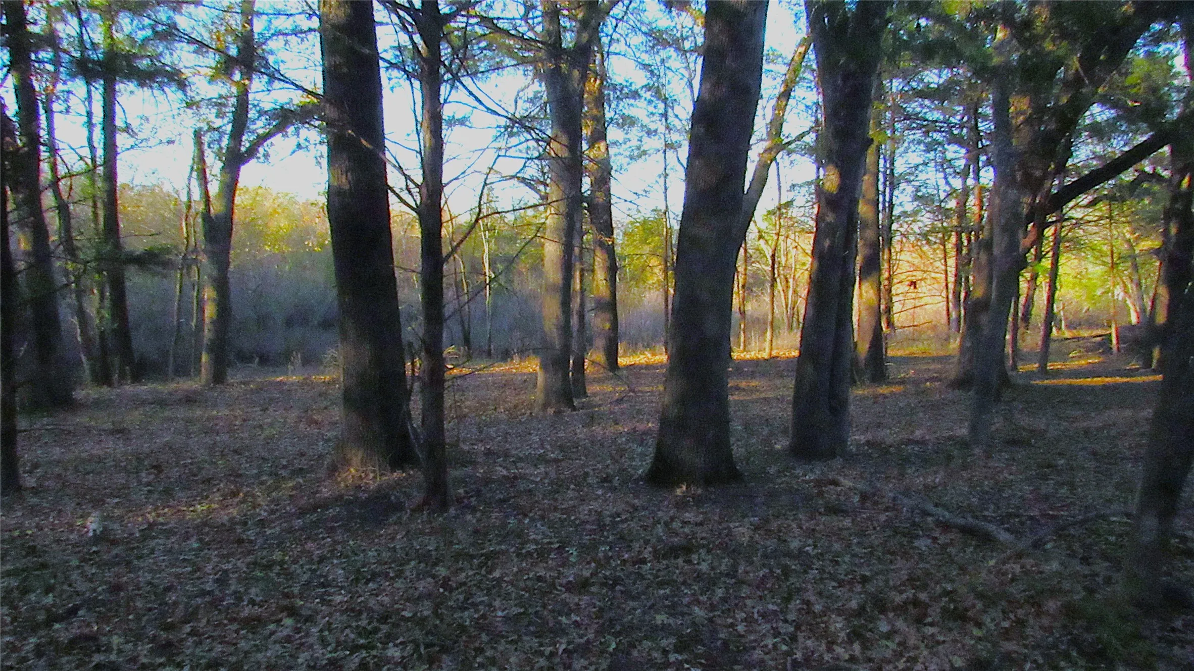 open canopy