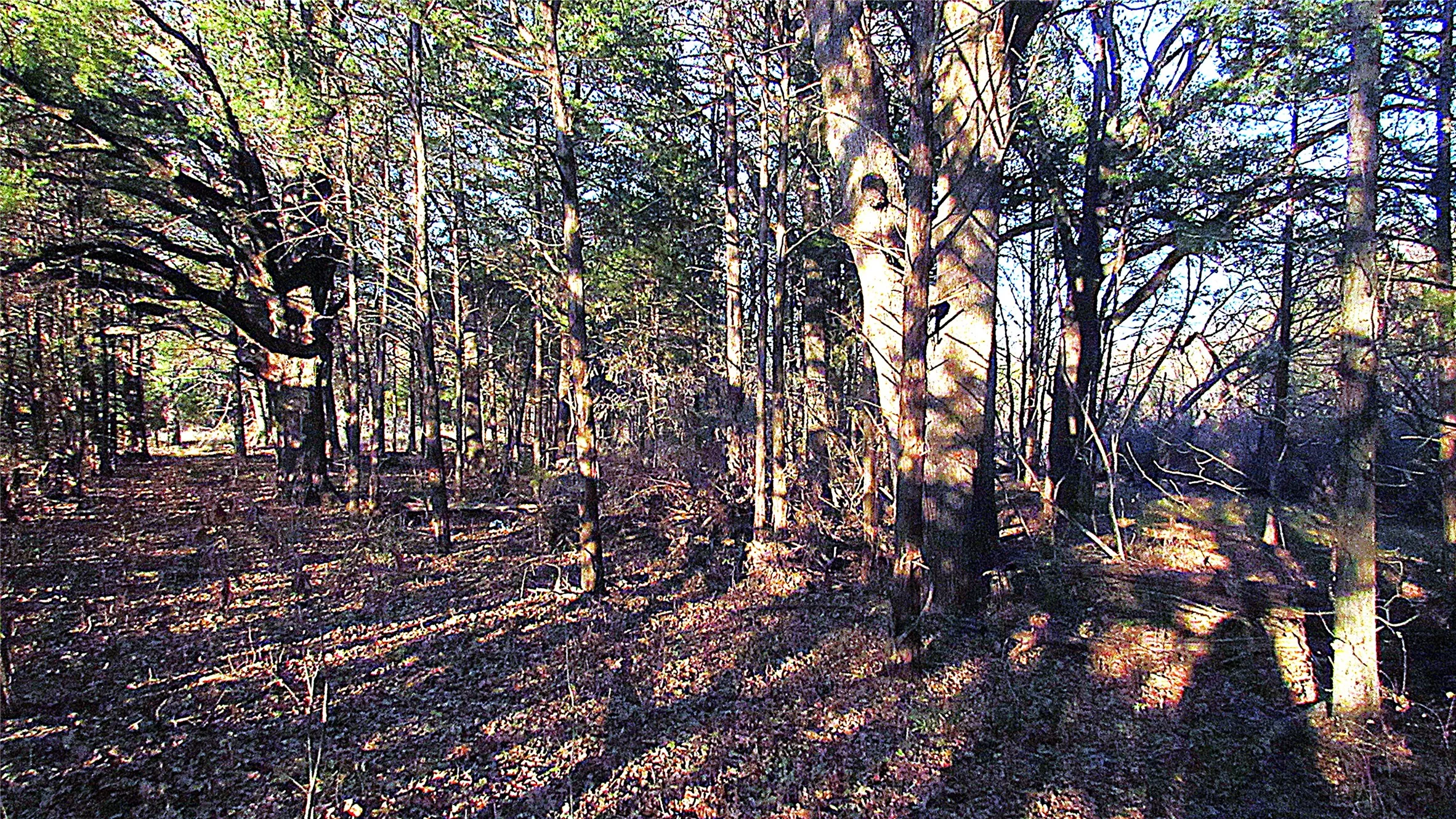 trails; wilderness