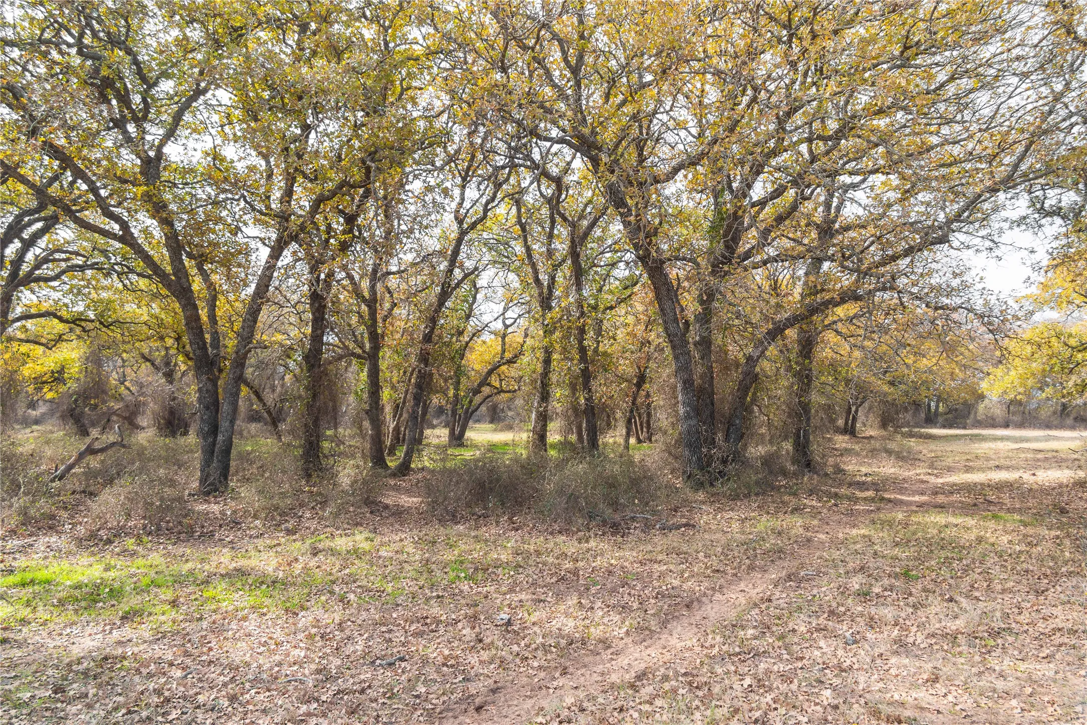 Improved Land For Sale in Comanche County , 300 County Road 467 Tract 1, Gorman, Texas 76454, 0, 0, Garage spaces, 0 Sqft, built in 0, mls#21133414, Real Estate Agent in Gorman, Homes For Sale in Comanche county, Homes For Sale in Gorman, Realtor in Gorman Texas, Real Estate Brokerage Independent Realty Texas, Luminita Cordes Realtor