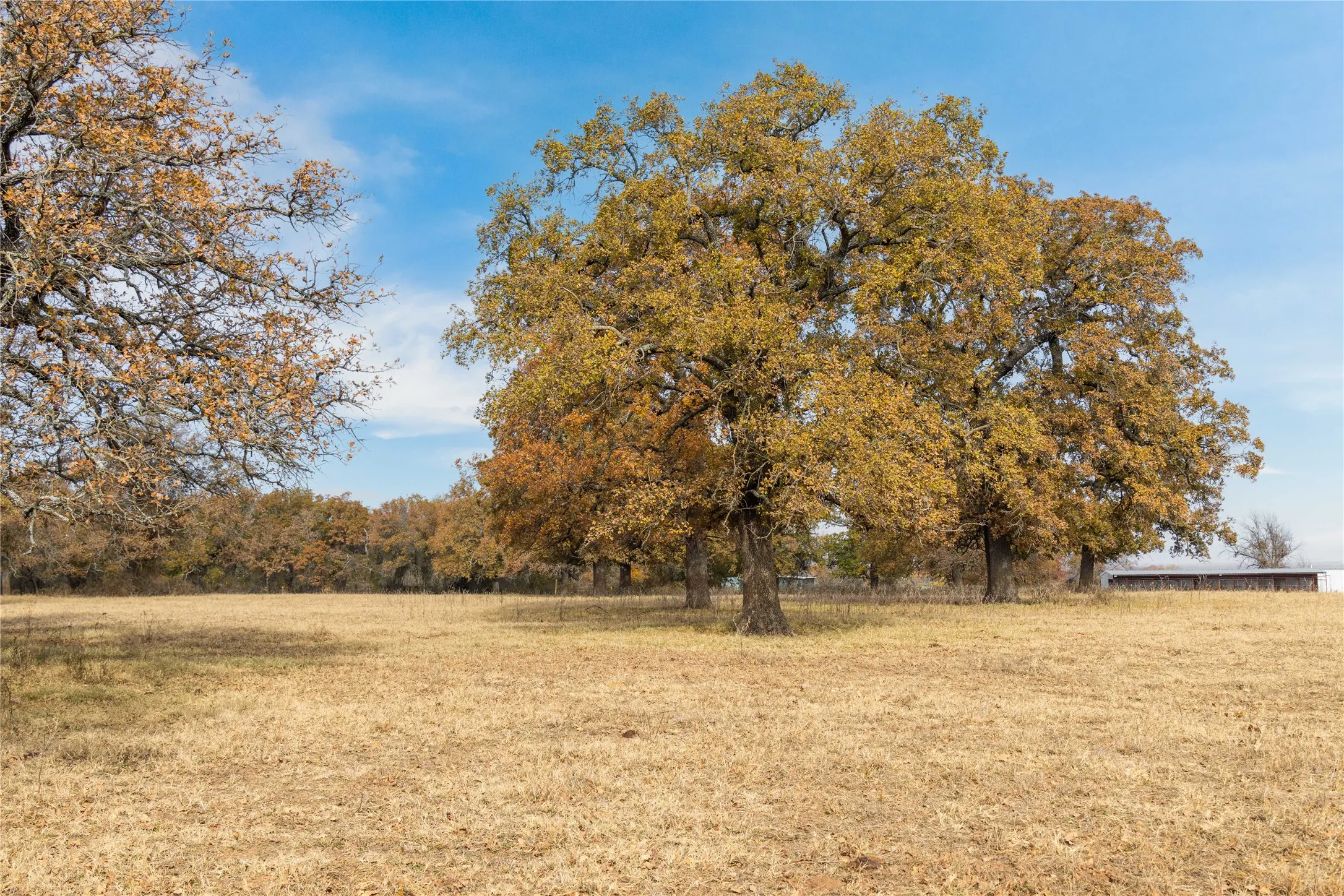 Improved Land For Sale in Comanche County , 300 County Road 467 Tract 1, Gorman, Texas 76454, 0, 0, Garage spaces, 0 Sqft, built in 0, mls#21133414, Real Estate Agent in Gorman, Homes For Sale in Comanche county, Homes For Sale in Gorman, Realtor in Gorman Texas, Real Estate Brokerage Independent Realty Texas, Luminita Cordes Realtor