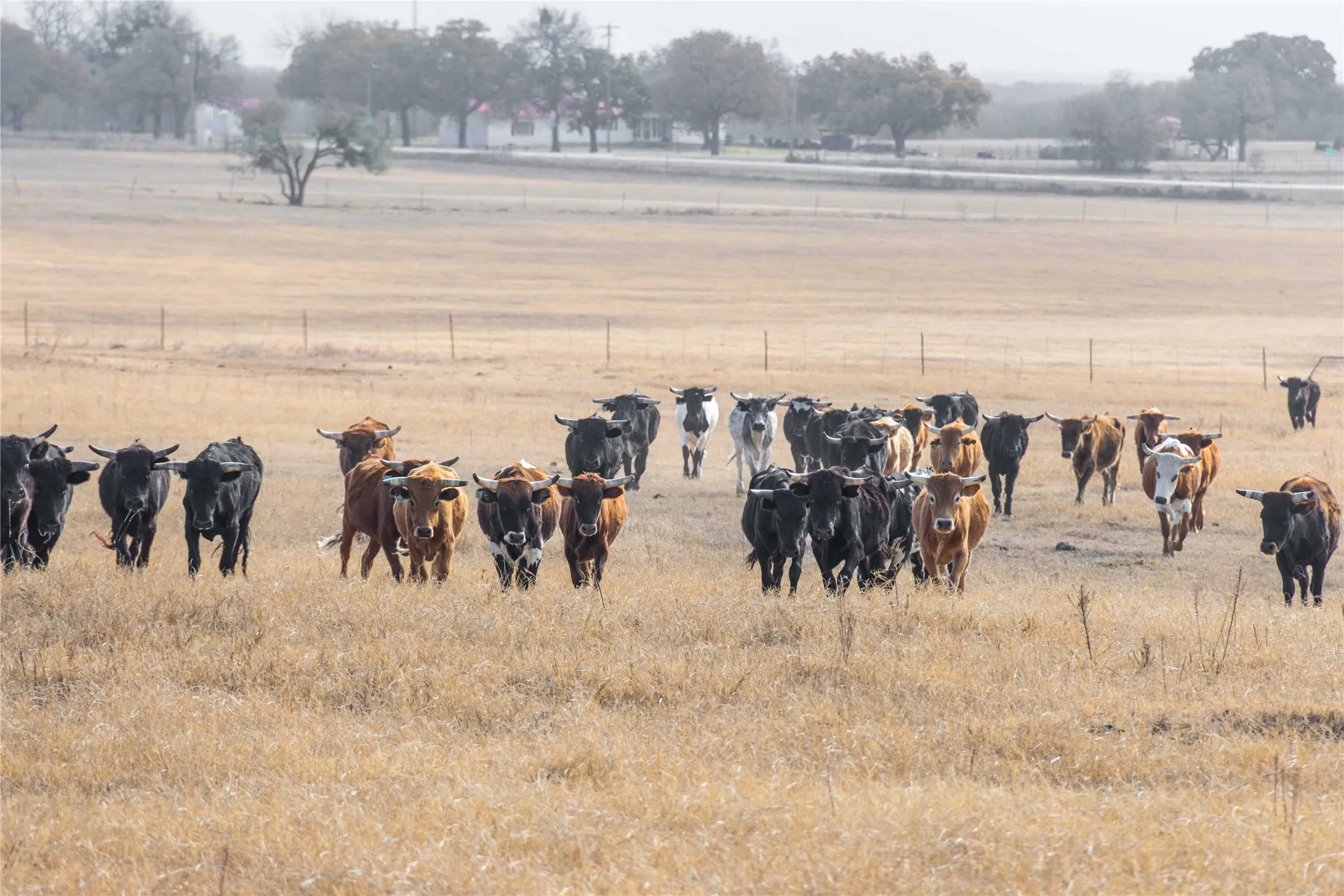 Improved Land For Sale in Comanche County , 300 County Road 467 Tract 1, Gorman, Texas 76454, 0, 0, Garage spaces, 0 Sqft, built in 0, mls#21133414, Real Estate Agent in Gorman, Homes For Sale in Comanche county, Homes For Sale in Gorman, Realtor in Gorman Texas, Real Estate Brokerage Independent Realty Texas, Luminita Cordes Realtor