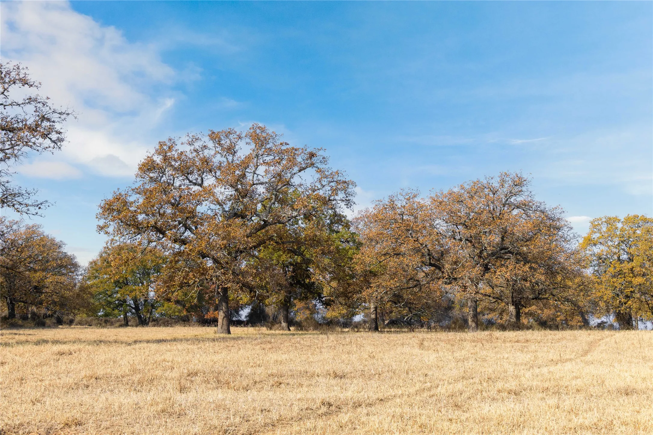 Improved Land For Sale in Comanche County , 300 County Road 467 Tract 1, Gorman, Texas 76454, 0, 0, Garage spaces, 0 Sqft, built in 0, mls#21133414, Real Estate Agent in Gorman, Homes For Sale in Comanche county, Homes For Sale in Gorman, Realtor in Gorman Texas, Real Estate Brokerage Independent Realty Texas, Luminita Cordes Realtor