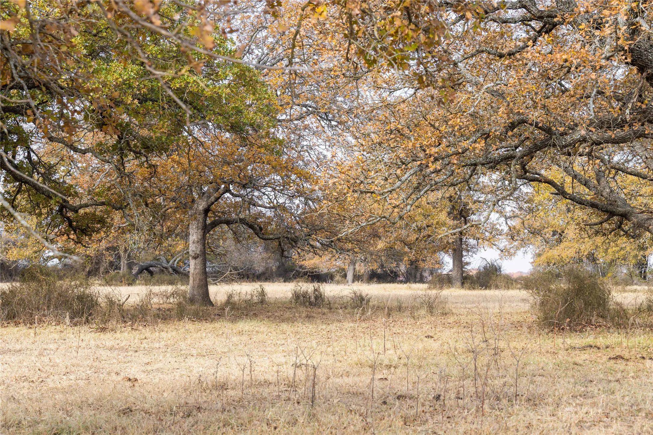 Improved Land For Sale in Comanche County , 300 County Road 467 Tract 1, Gorman, Texas 76454, 0, 0, Garage spaces, 0 Sqft, built in 0, mls#21133414, Real Estate Agent in Gorman, Homes For Sale in Comanche county, Homes For Sale in Gorman, Realtor in Gorman Texas, Real Estate Brokerage Independent Realty Texas, Luminita Cordes Realtor