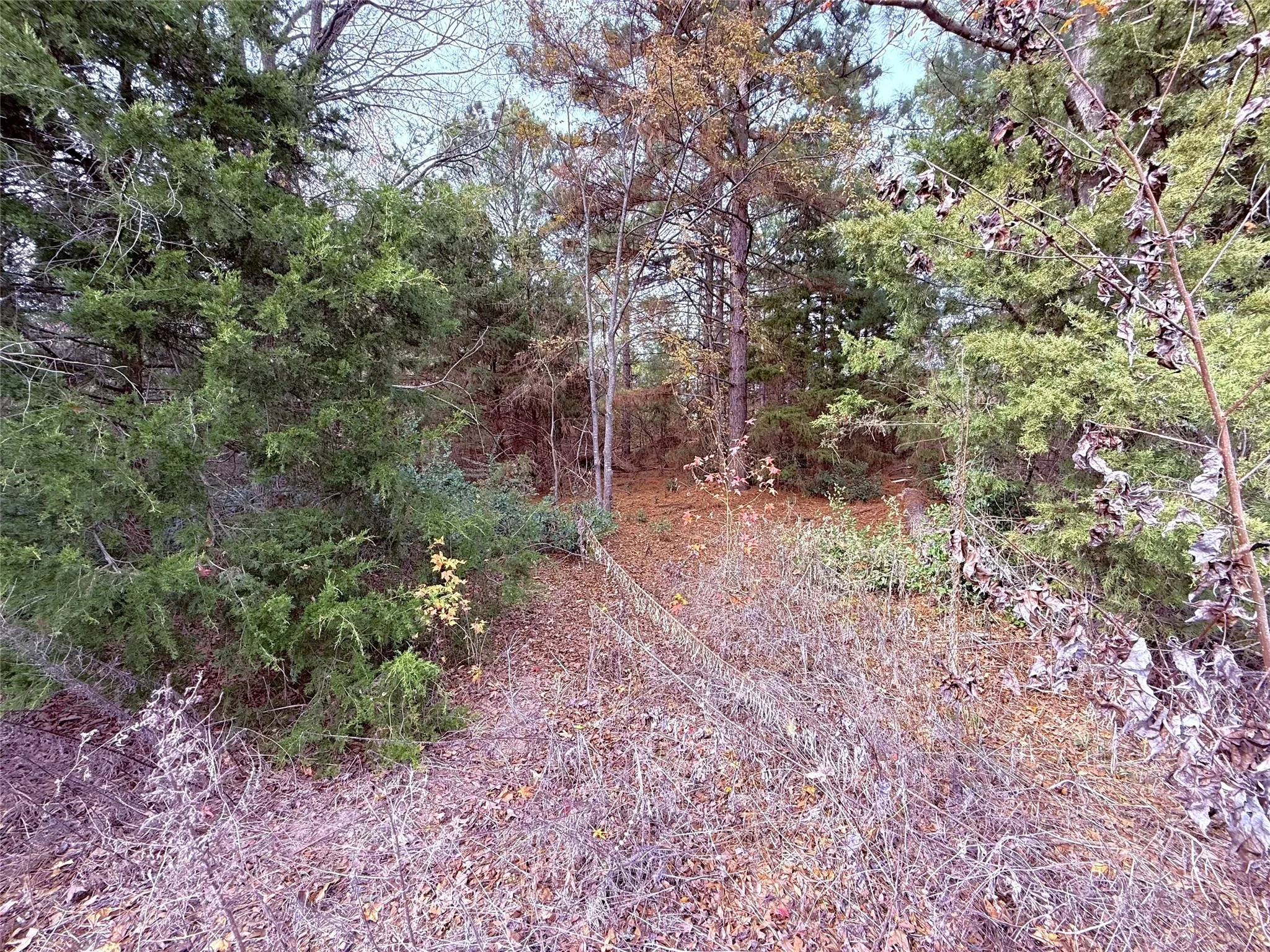 Unimproved Land For Sale in Wood County , 000 Hwy 37, Winnsboro, Texas 75494, 0, 0, Garage spaces, 0 Sqft, built in 0, Price $120,000, mls#21134118, Real Estate Agent in Winnsboro, Homes For Sale in Wood county, Homes For Sale in Winnsboro, Realtor in Winnsboro Texas, Real Estate Brokerage Independent Realty Texas, Luminita Cordes Realtor
