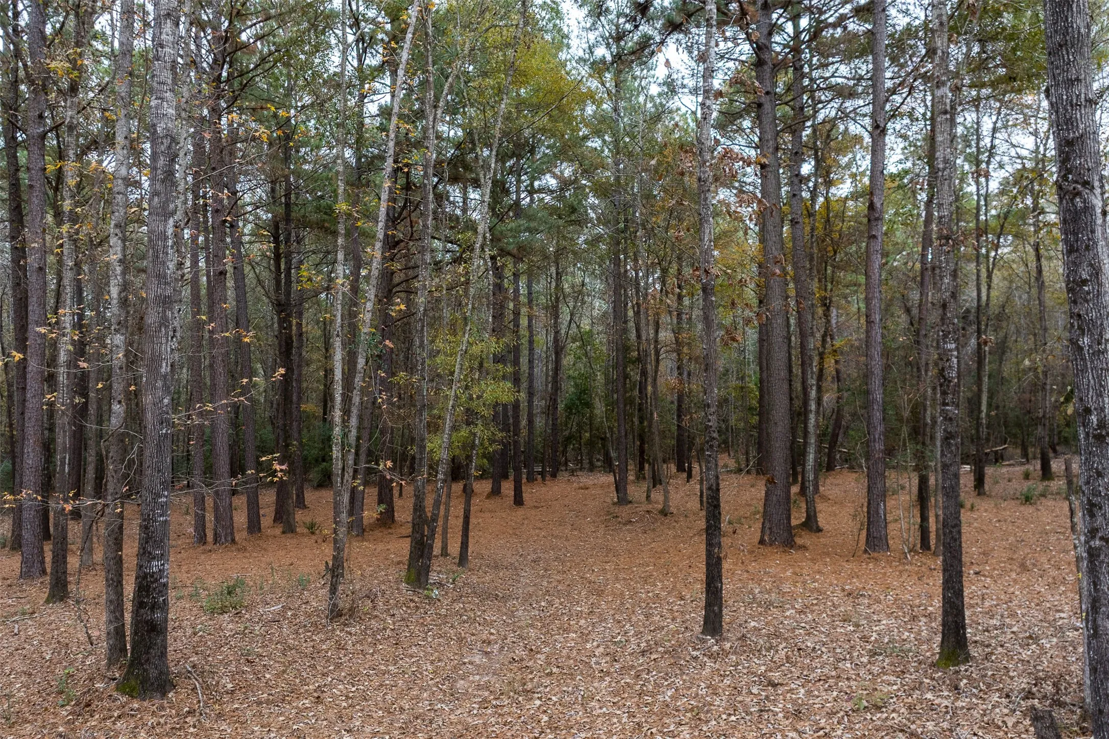 Unimproved Land For Sale in Anderson County , 14770 FM 315, Palestine, Texas 75803, 0, 0, Garage spaces, 0 Sqft, built in 0, Price $283,500, mls#21135116, Real Estate Agent in Palestine, Homes For Sale in Anderson county, Homes For Sale in Palestine, Realtor in Palestine Texas, Real Estate Brokerage Independent Realty Texas, Luminita Cordes Realtor