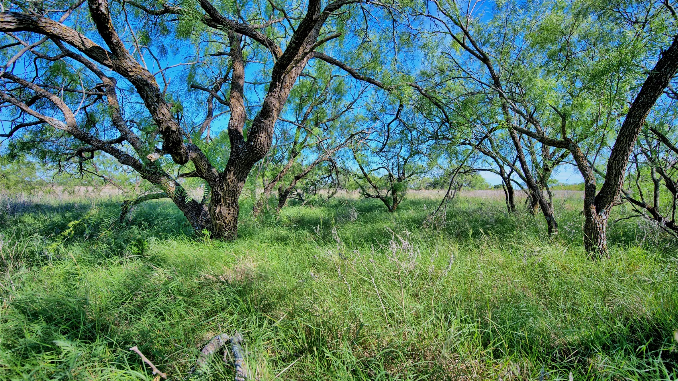 Unimproved Land For Sale in Montague County , 0000 Carpenter Road, Nocona, Texas 76255, 0, 0, Garage spaces, 0 Sqft, built in 0, Price $561,536, mls#21135528, Real Estate Agent in Nocona, Homes For Sale in Montague county, Homes For Sale in Nocona, Realtor in Nocona Texas, Real Estate Brokerage Independent Realty Texas, Luminita Cordes Realtor