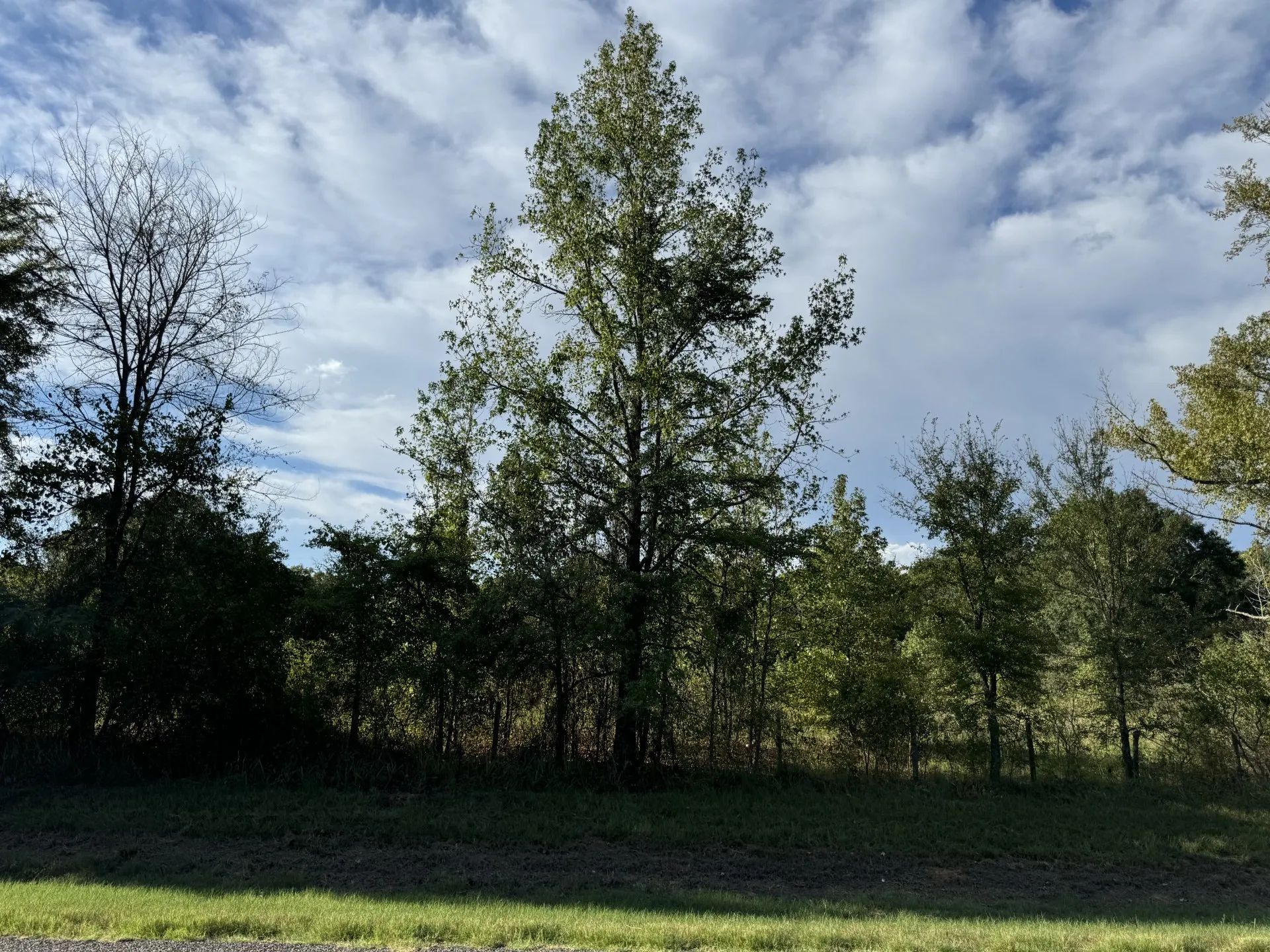 Unimproved Land For Sale in Red River (TX) County , TBD FM 195, Bagwell, Texas 75412, 0, 0, Garage spaces, 0 Sqft, built in 0, mls#21136072, Real Estate Agent in Bagwell, Homes For Sale in Red River (TX) county, Homes For Sale in Bagwell, Realtor in Bagwell Texas, Real Estate Brokerage Independent Realty Texas, Luminita Cordes Realtor