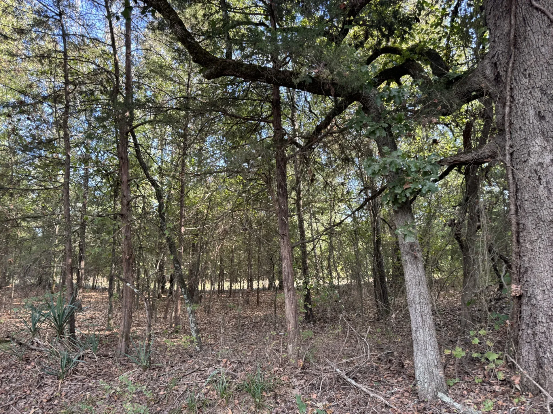 Unimproved Land For Sale in Red River (TX) County , TBD FM 195, Bagwell, Texas 75412, 0, 0, Garage spaces, 0 Sqft, built in 0, mls#21136072, Real Estate Agent in Bagwell, Homes For Sale in Red River (TX) county, Homes For Sale in Bagwell, Realtor in Bagwell Texas, Real Estate Brokerage Independent Realty Texas, Luminita Cordes Realtor