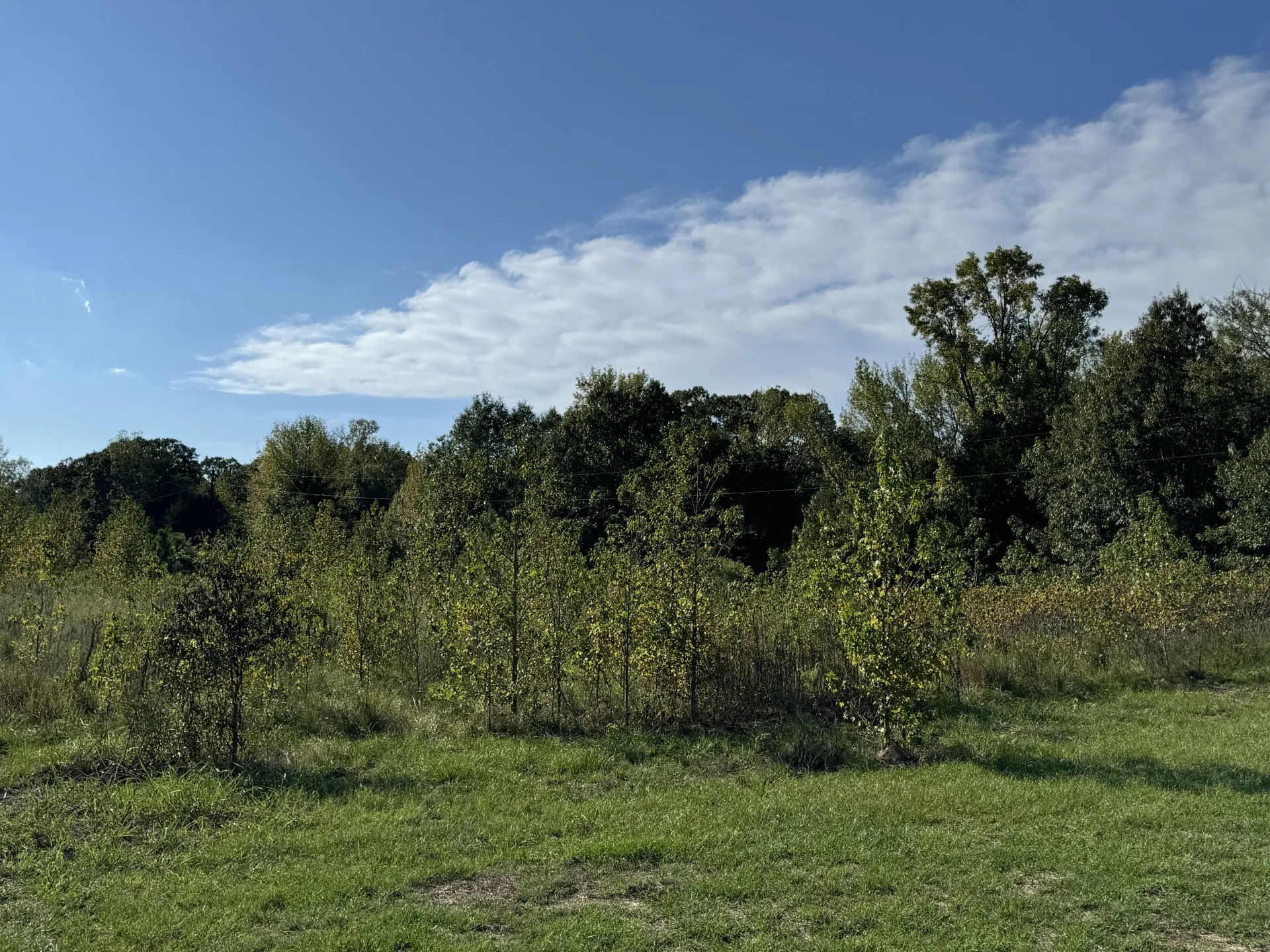 Unimproved Land For Sale in Red River (TX) County , TBD FM 195, Bagwell, Texas 75412, 0, 0, Garage spaces, 0 Sqft, built in 0, mls#21136072, Real Estate Agent in Bagwell, Homes For Sale in Red River (TX) county, Homes For Sale in Bagwell, Realtor in Bagwell Texas, Real Estate Brokerage Independent Realty Texas, Luminita Cordes Realtor