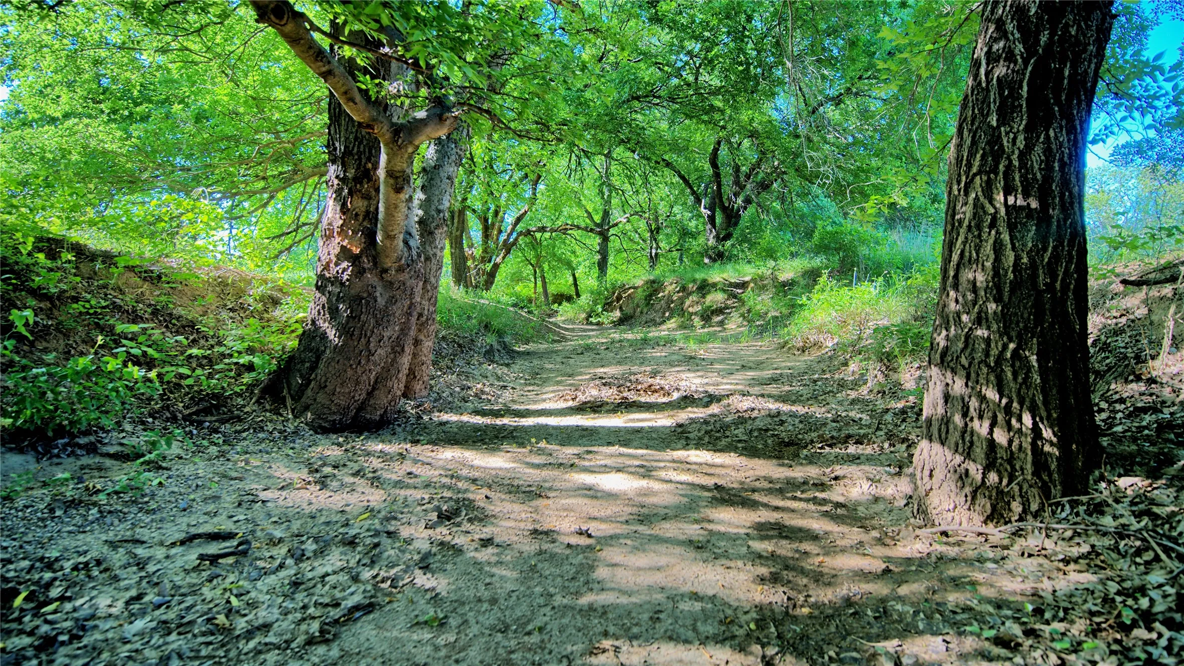Unimproved Land For Sale in Montague County , 0000 Carpenter, Nocona, Texas 76255, 0, 0, Garage spaces, 0 Sqft, built in 0, Price $392,350, mls#21135583, Real Estate Agent in Nocona, Homes For Sale in Montague county, Homes For Sale in Nocona, Realtor in Nocona Texas, Real Estate Brokerage Independent Realty Texas, Luminita Cordes Realtor