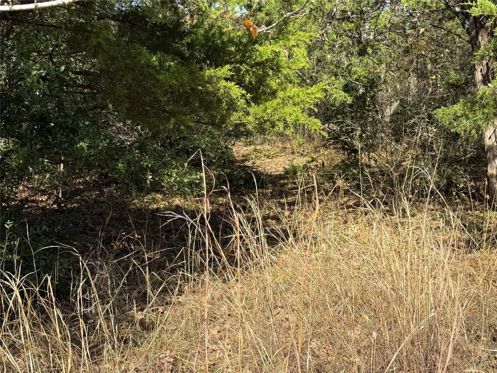 View of local wilderness