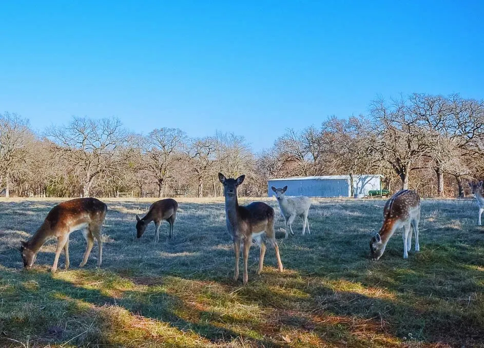 Unimproved Land For Sale in Freestone County , 131 Lincoln Drive, Streetman, Texas 75859, 0, 0, Garage spaces, 0 Sqft, built in 0, mls#21134889, Real Estate Agent in Streetman, Homes For Sale in Freestone county, Homes For Sale in Streetman, Realtor in Streetman Texas, Real Estate Brokerage Independent Realty Texas, Luminita Cordes Realtor