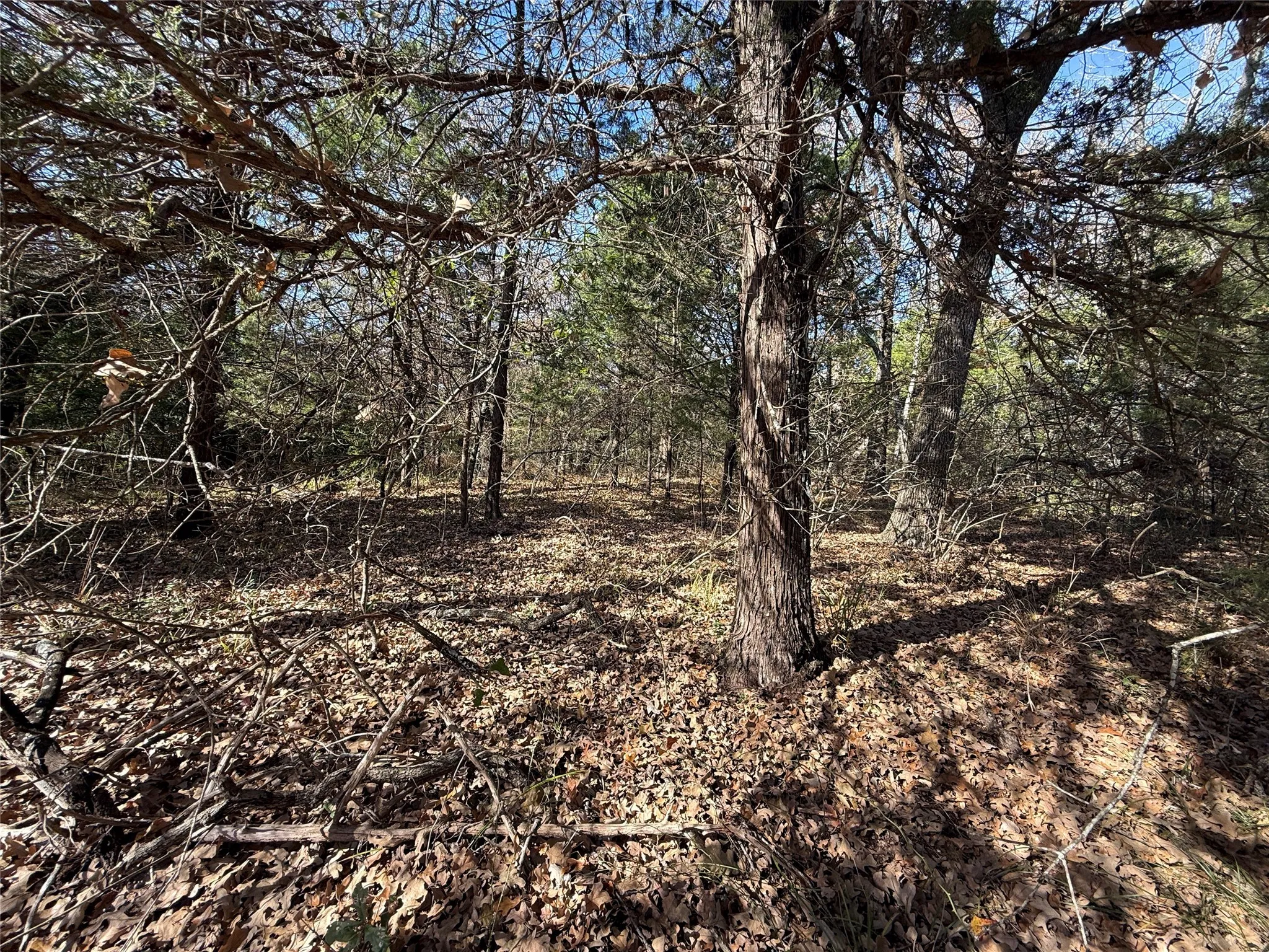 View of nature