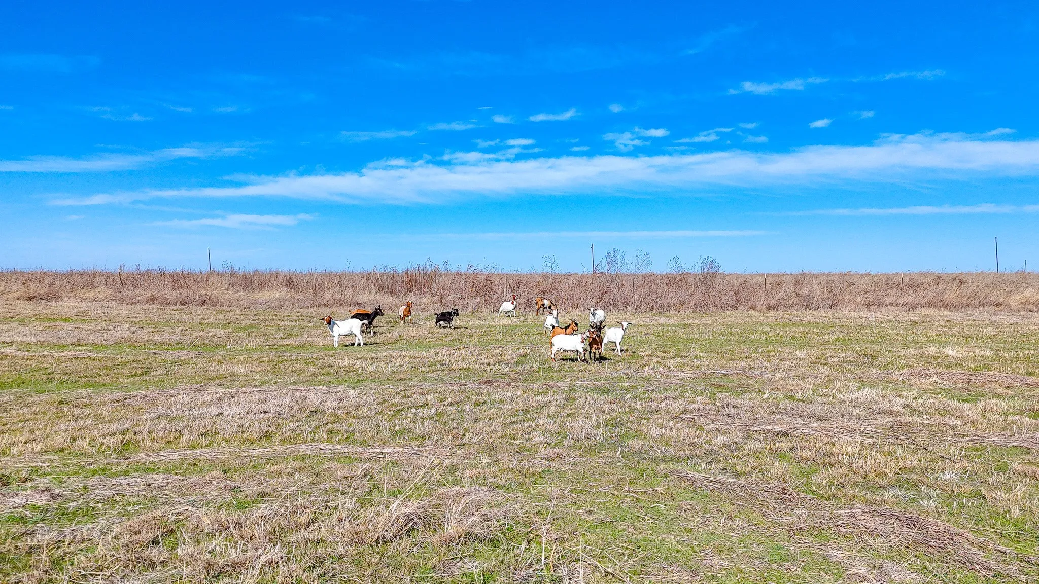 goats grazing