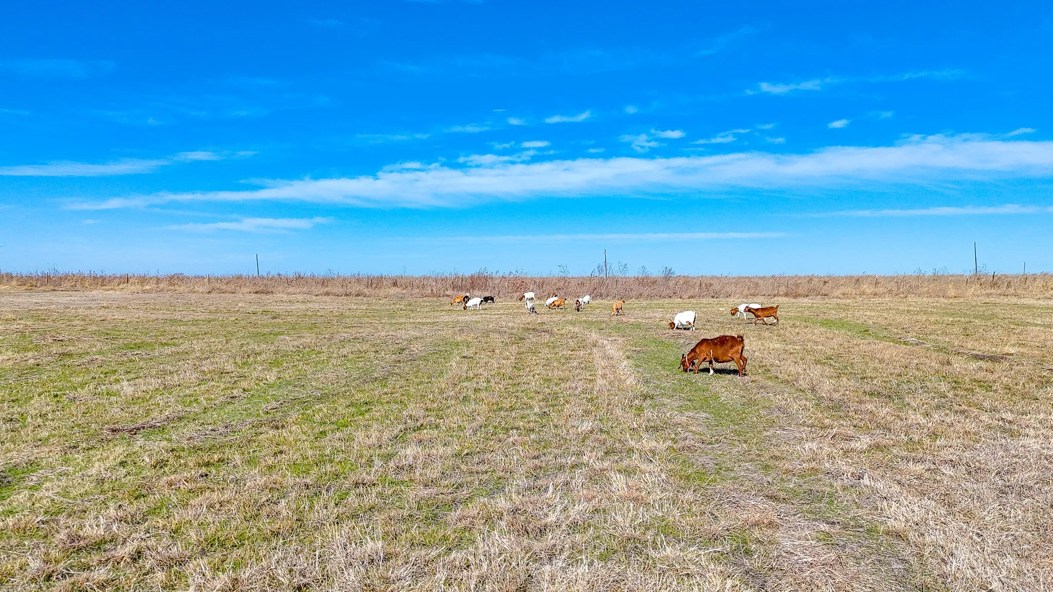 Unimproved Land For Sale in Navarro County , Lot 22 NW Private Road 1270a Paso Robles, Corsicana, Texas 75110, 0, 0, Garage spaces, 0 Sqft, built in 0, mls#21133001, Real Estate Agent in Corsicana, Homes For Sale in Navarro county, Homes For Sale in Corsicana, Realtor in Corsicana Texas, Real Estate Brokerage Independent Realty Texas, Luminita Cordes Realtor
