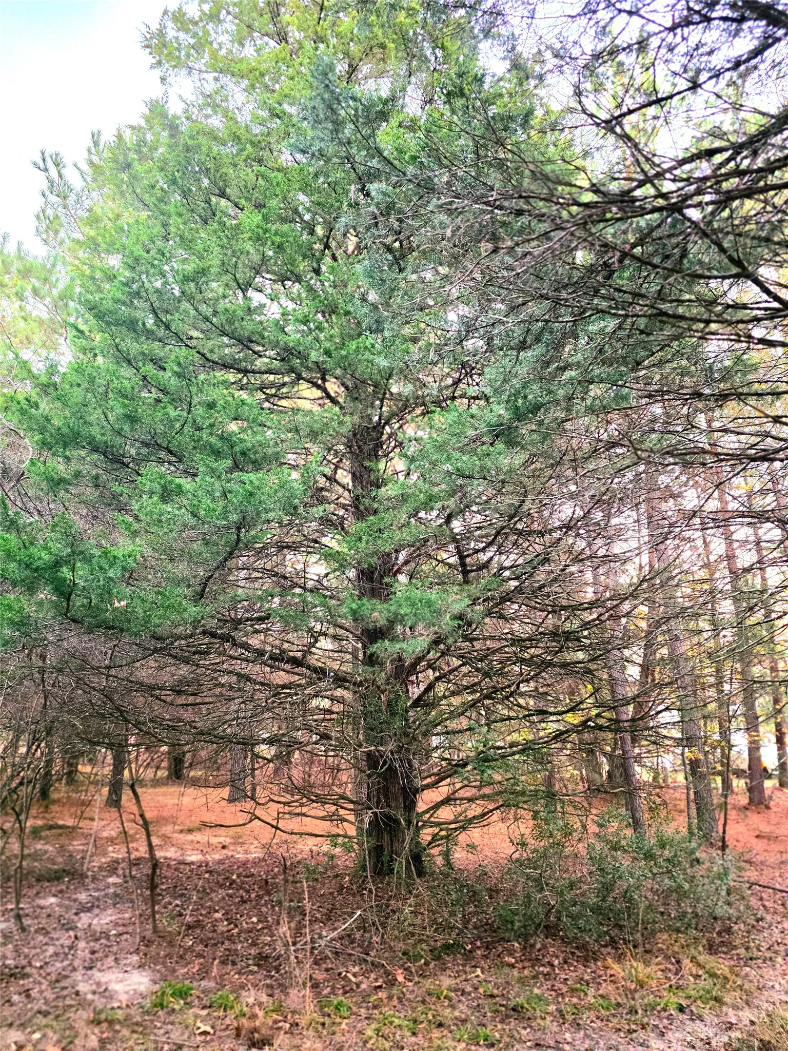 Improved Land For Sale in Henderson County , Lot 401 Mallard Way, Larue, Texas 75770, 0, 0, Garage spaces, 0 Sqft, built in 0, mls#21135031, Real Estate Agent in Larue, Homes For Sale in Henderson county, Homes For Sale in Larue, Realtor in Larue Texas, Real Estate Brokerage Independent Realty Texas, Luminita Cordes Realtor