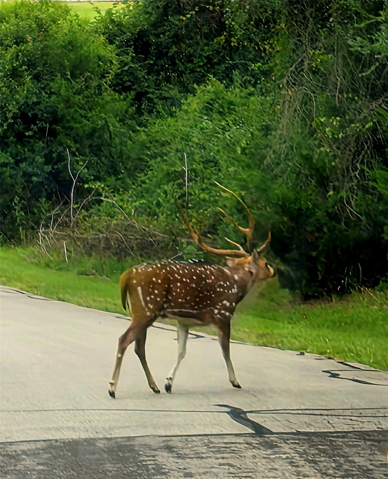 Axis deer roam throughout the neighborhood.